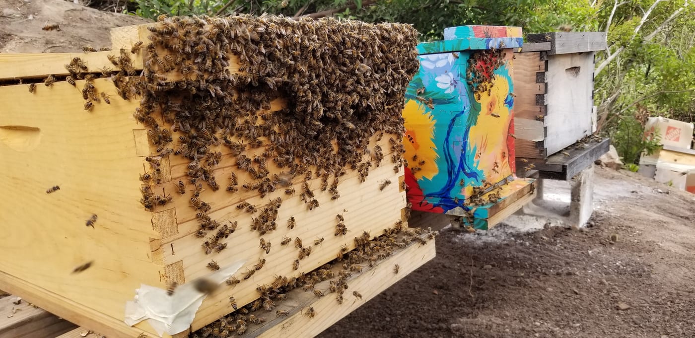 Honey bees gathering on Steve Downs's hand-painted bee boxes