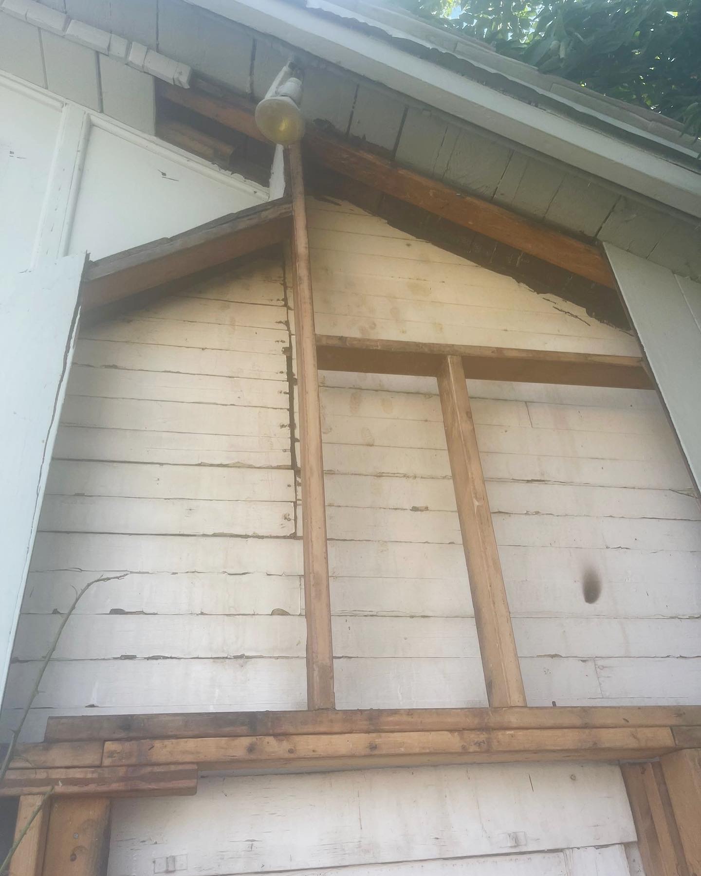 Clean wall and relocated colony after professional removal