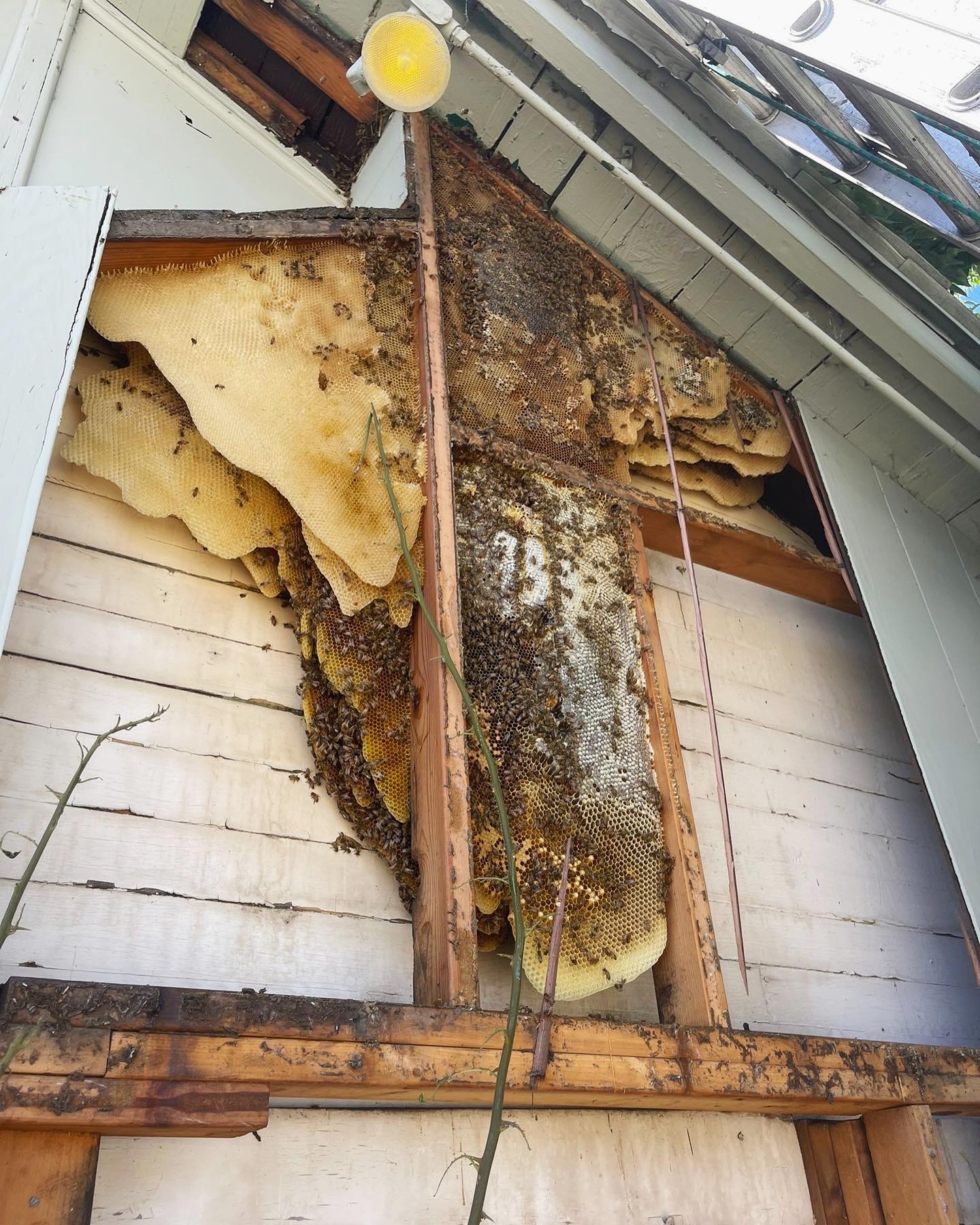 Beehive colony in a residential wall before removal