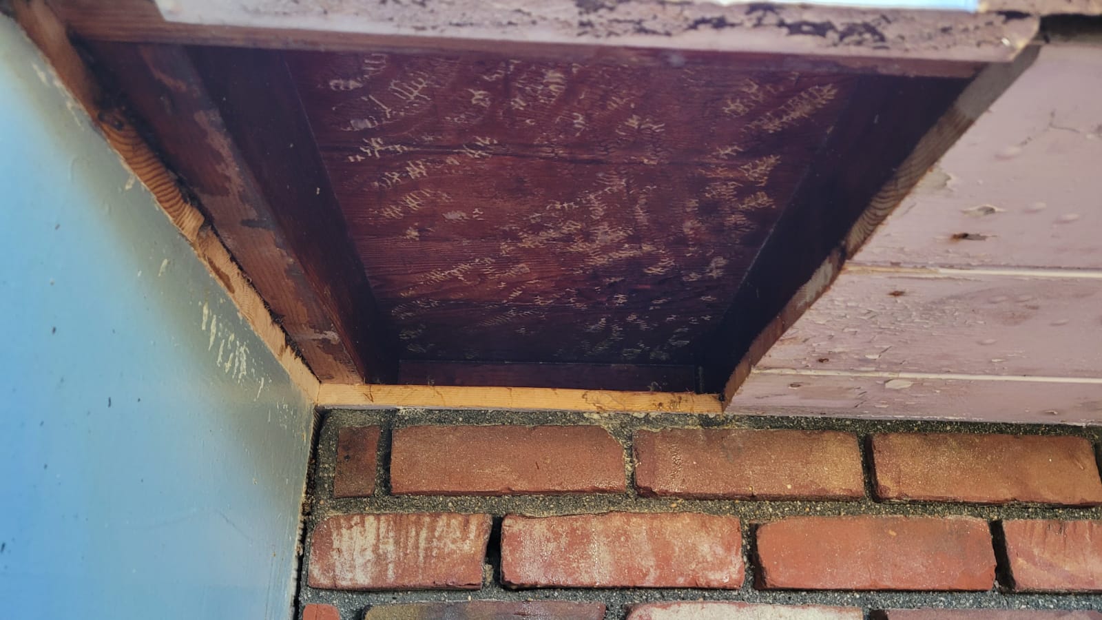 Clean wall and relocated colony after professional removal