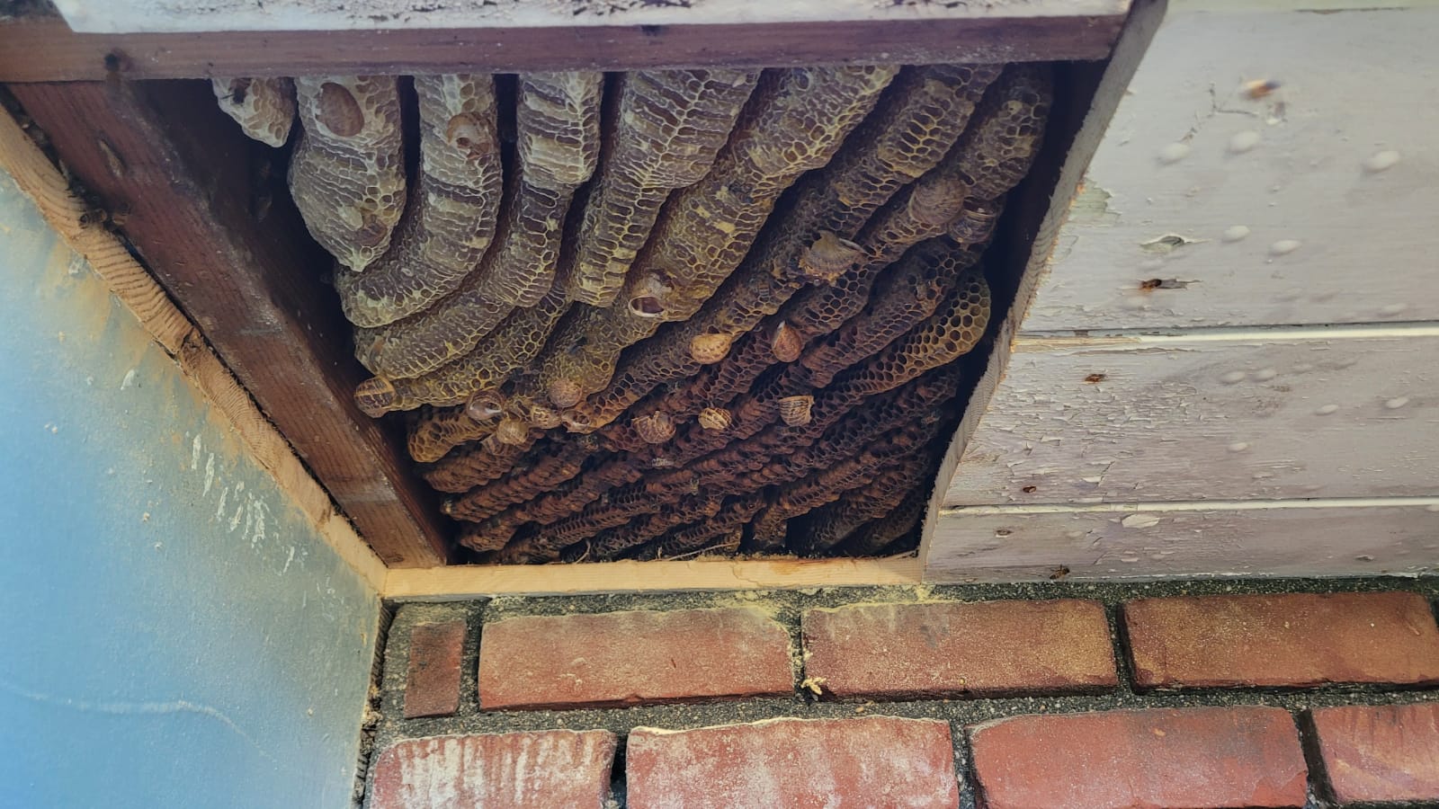 Beehive colony in a residential wall before removal