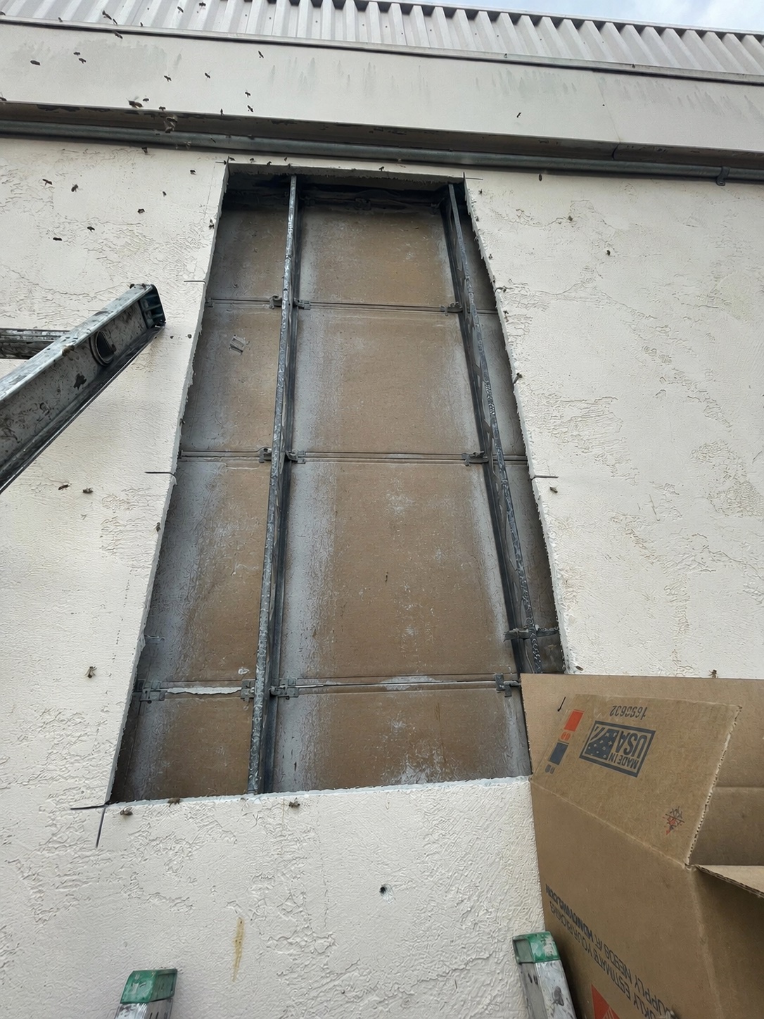 Clean wall and relocated colony after professional removal