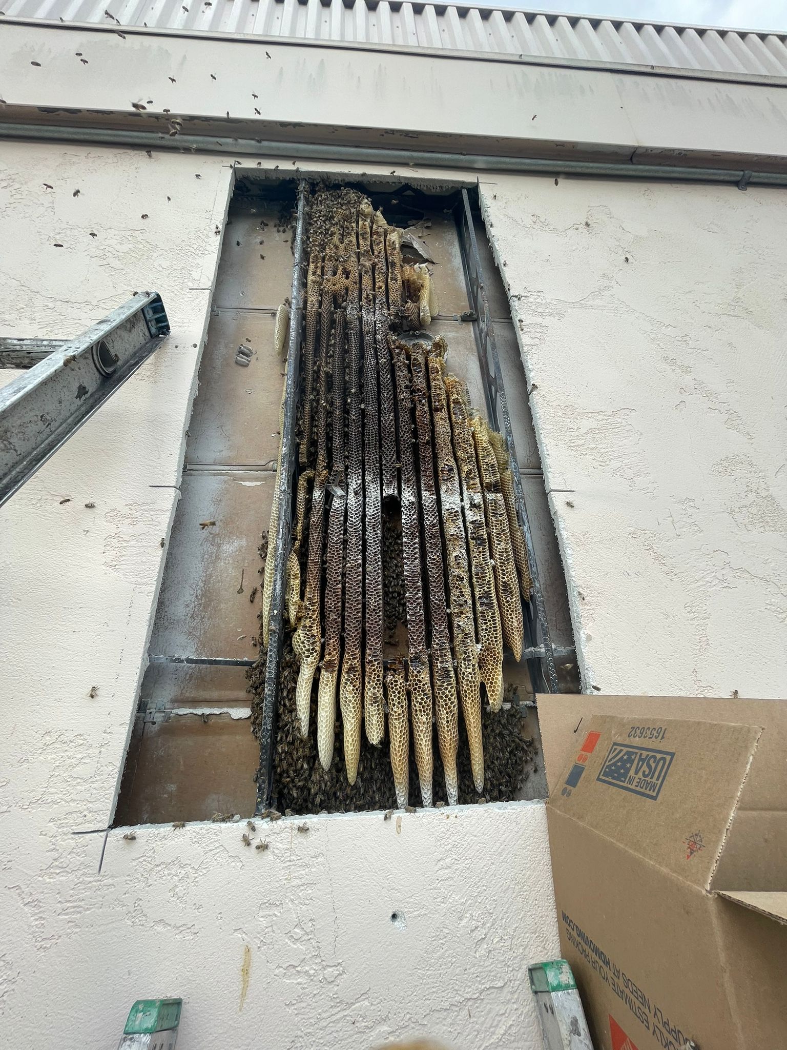 Beehive colony in a residential wall before removal