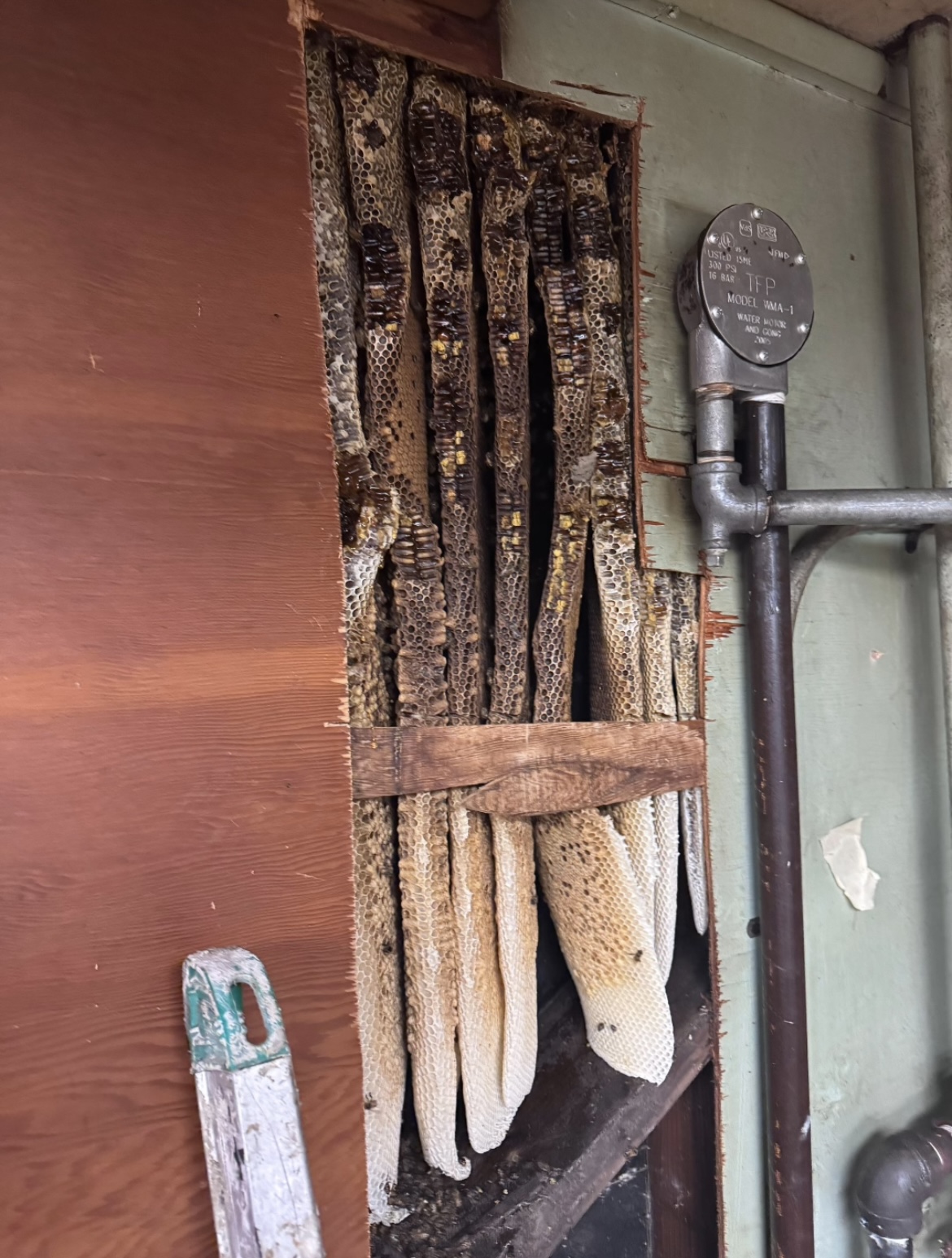 Beehive colony in a residential wall before removal