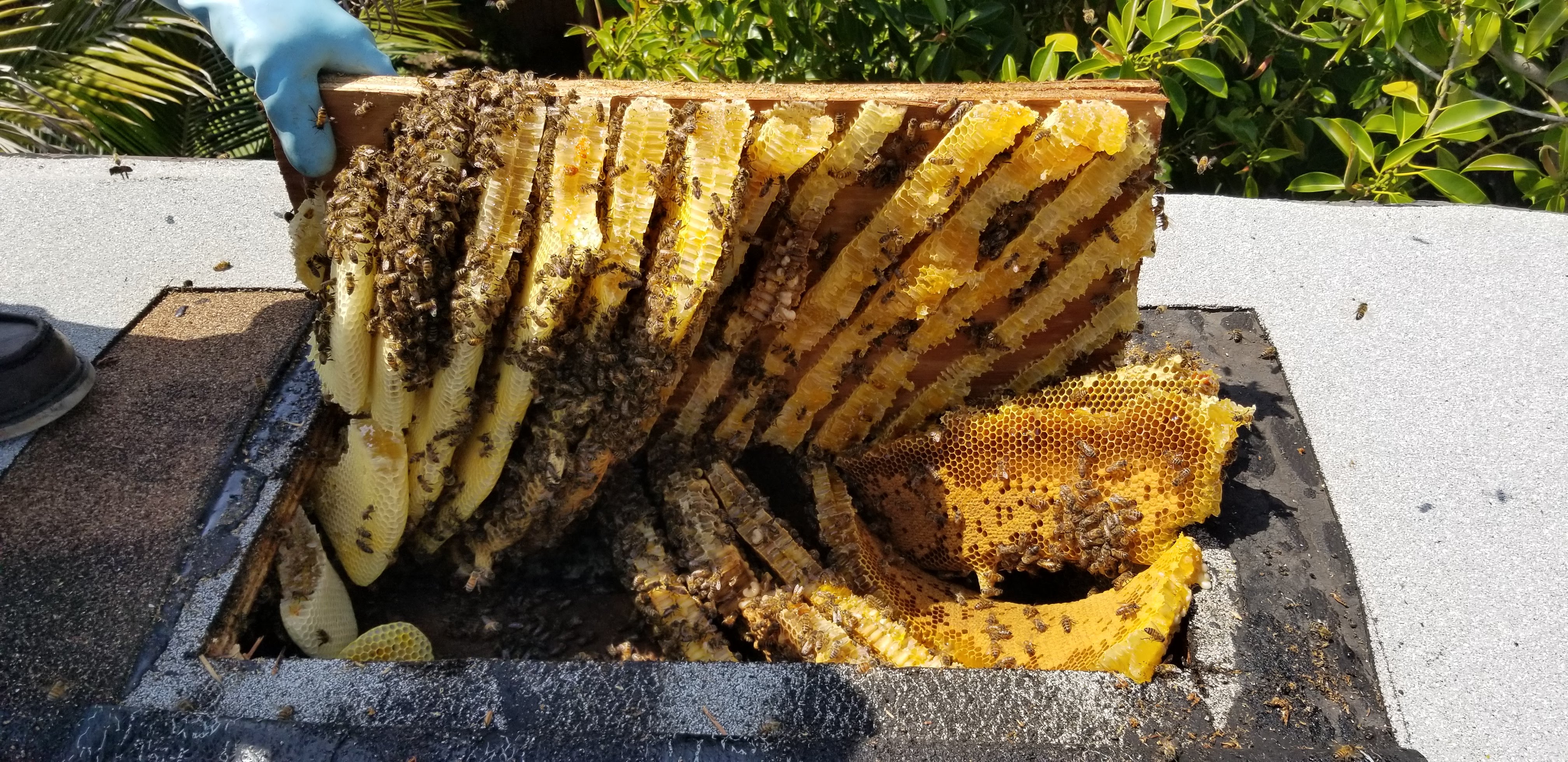 Beecasso technician inspecting an attic beehive during an on-site bee removal in Southern California