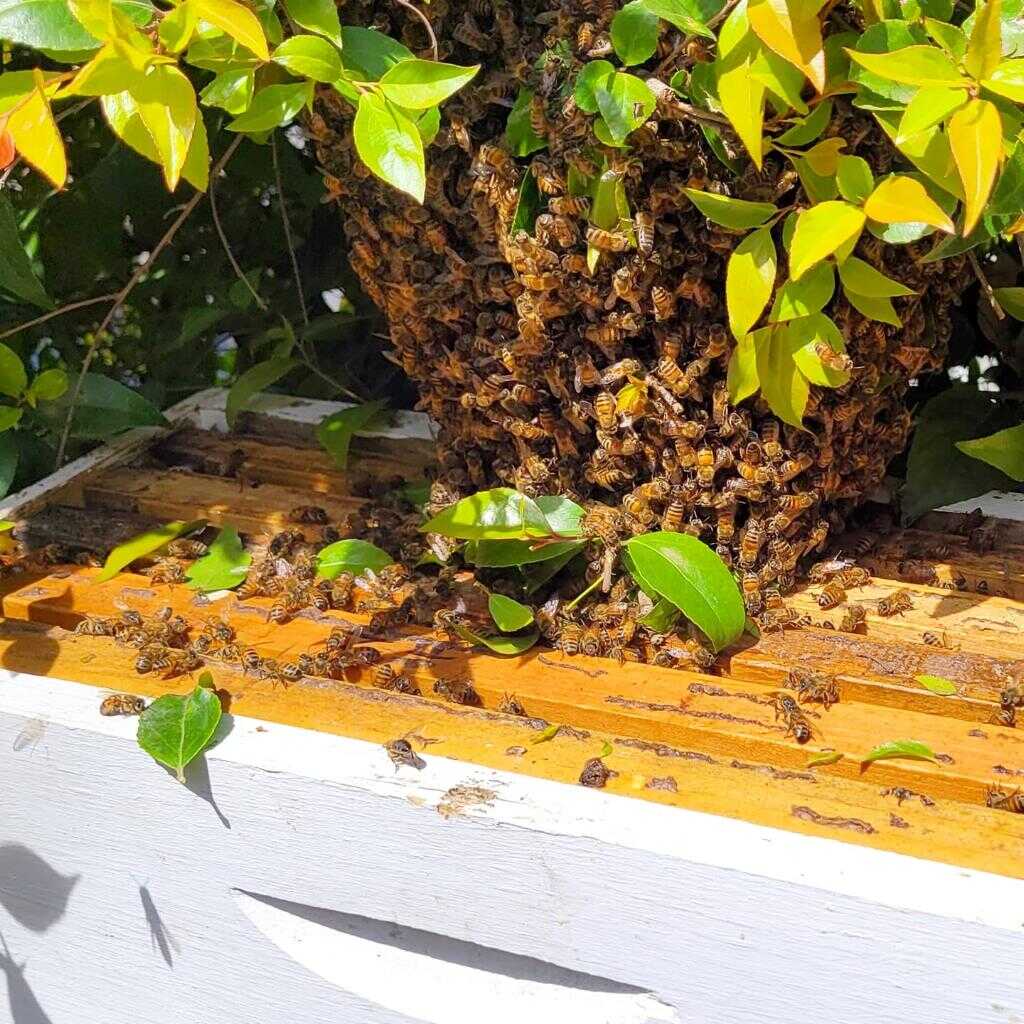 Live Bee Removal vs. Extermination: Key Differences Explained