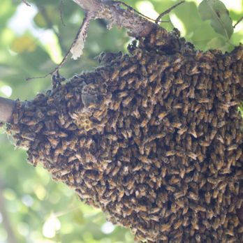 Bee swarm hanging from a tree branch in tight cluster formation, scouts already fanning out to evaluate nearby structures