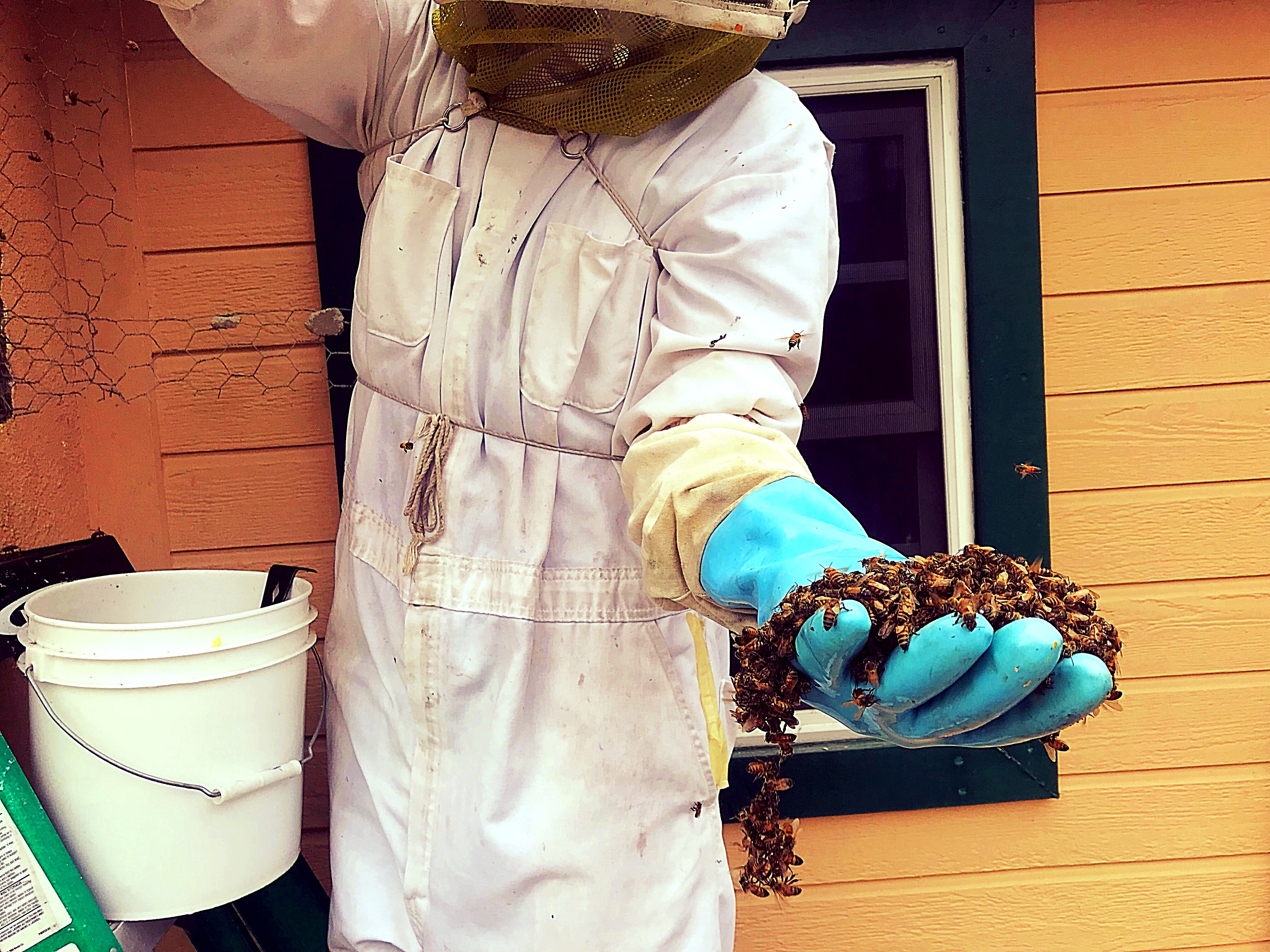 How Bee Removal and Beekeeping Work Together: Why It Matters for Every Colony We Extract