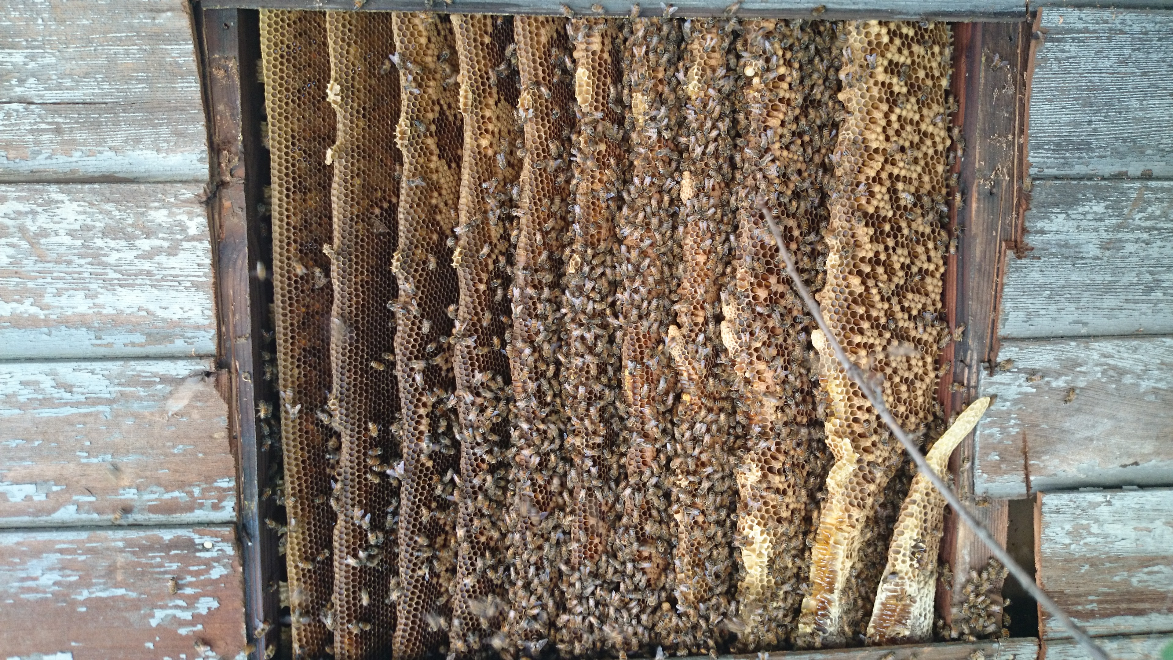 Seasonal Bee Activity in Southern California: What to Expect and How to Prepare