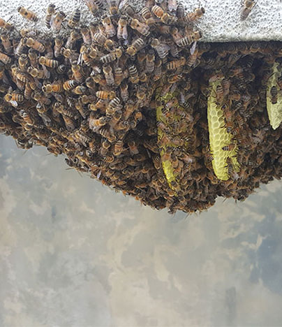 How Beecasso Is Saving the Queens, One Hive at a Time