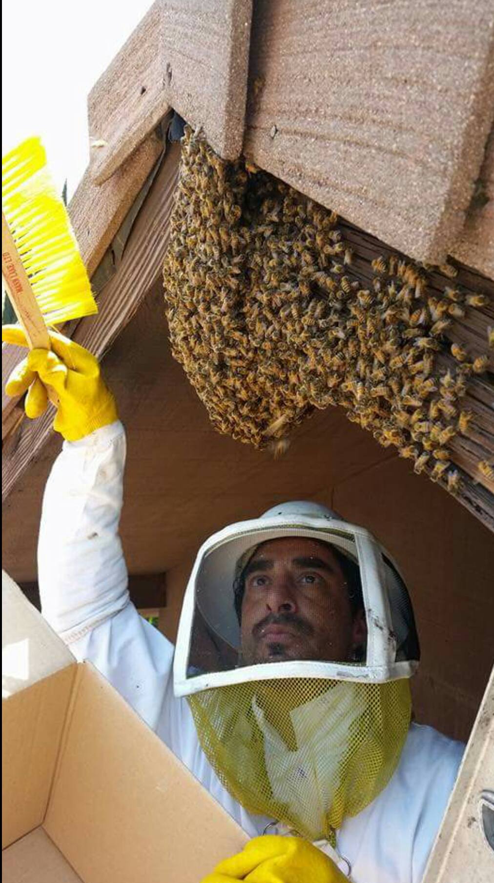 Steve performing live bee removal with queen-capture technique