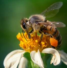 Honey bee pollinating a chamomile flower in close-up