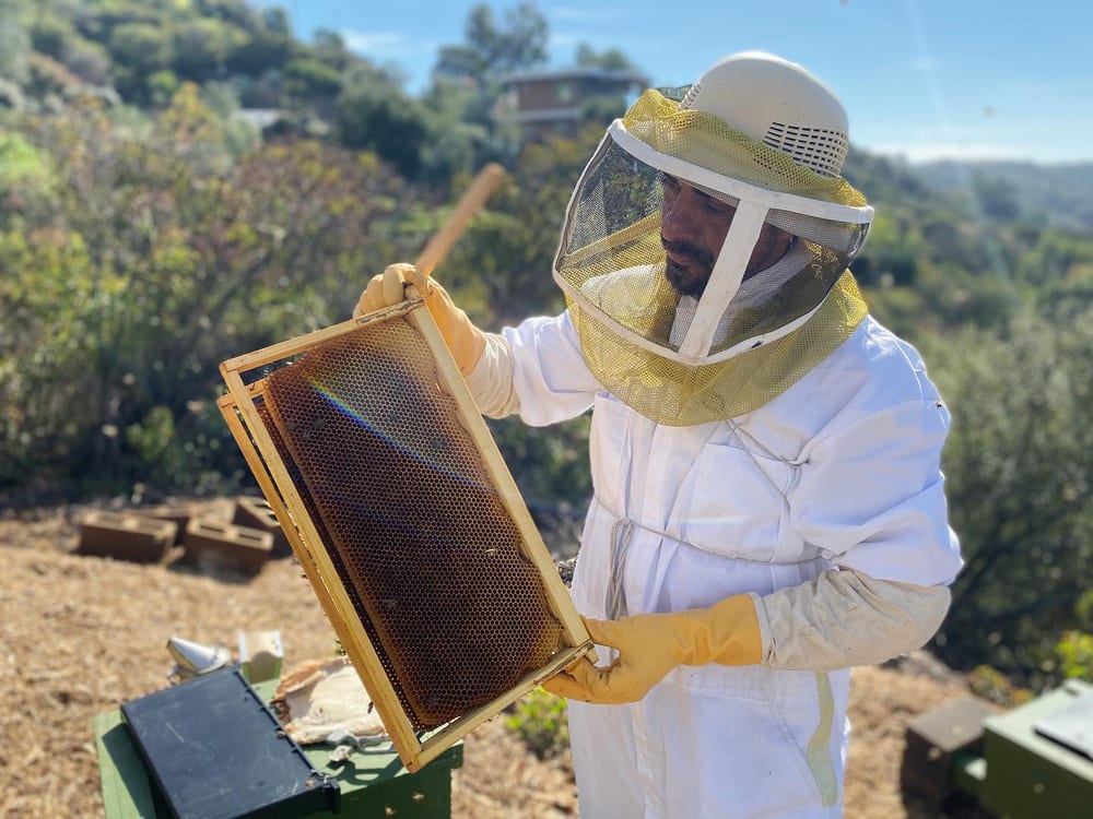 A honeycomb frame covered in live bees held during a removal