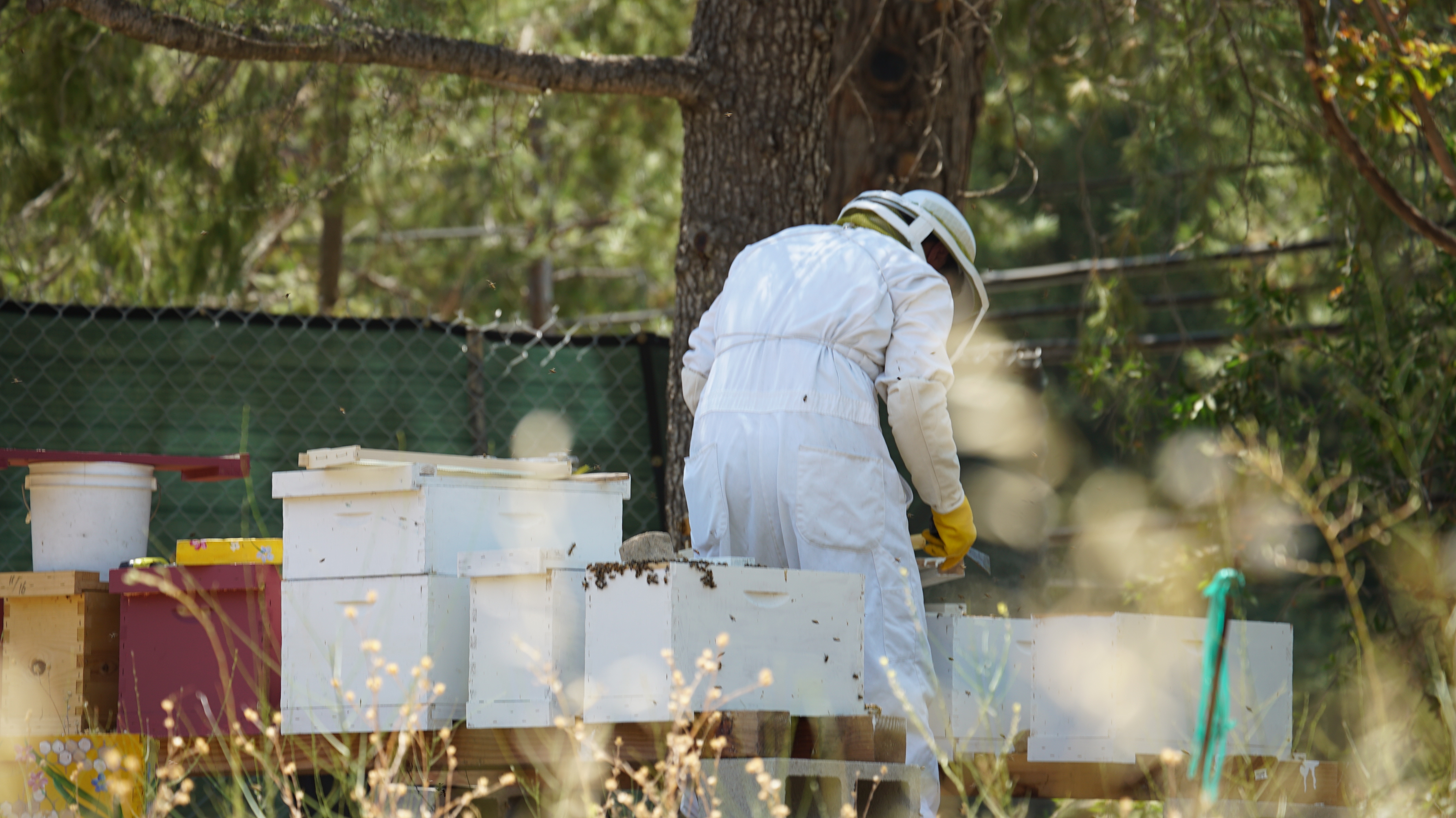 Steve Downs in bee suit working at a hillside apiary among a row of white and painted hive boxes