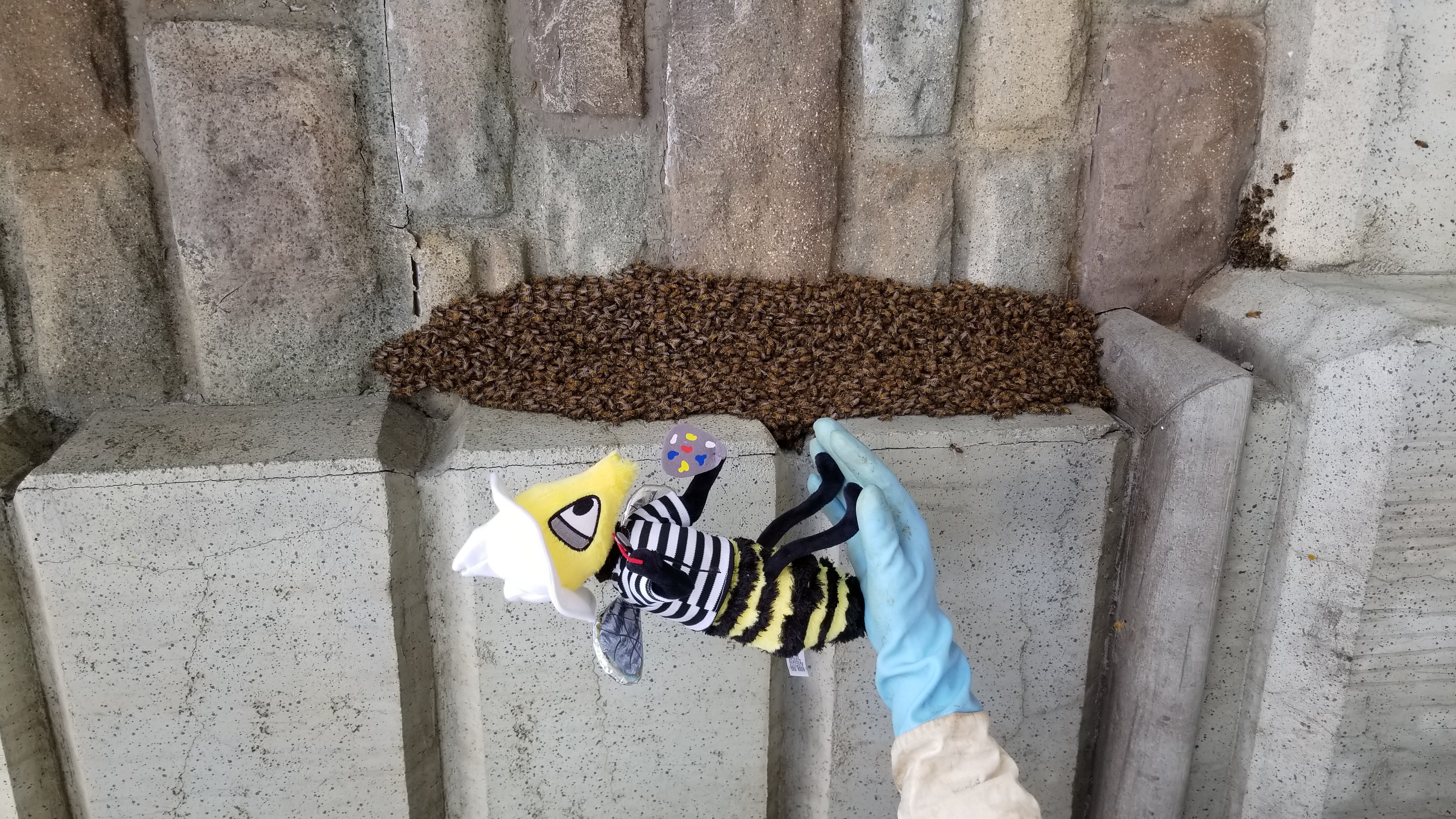 Gloved hand holding the Beecasso mascot toy near a live bee swarm on a stone wall, removal call context