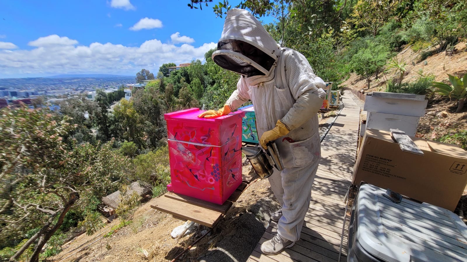 Steve Downs in bee suit working at a hillside partner sanctuary, hot pink painted hive box in foreground, LA visible below