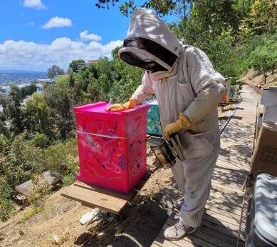 Steve Downs in bee suit working with a bright pink painted hive box on a hillside, city view behind