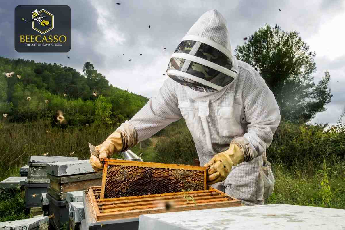 Beekeeper inspecting a frame during a live bee removal in Orange County