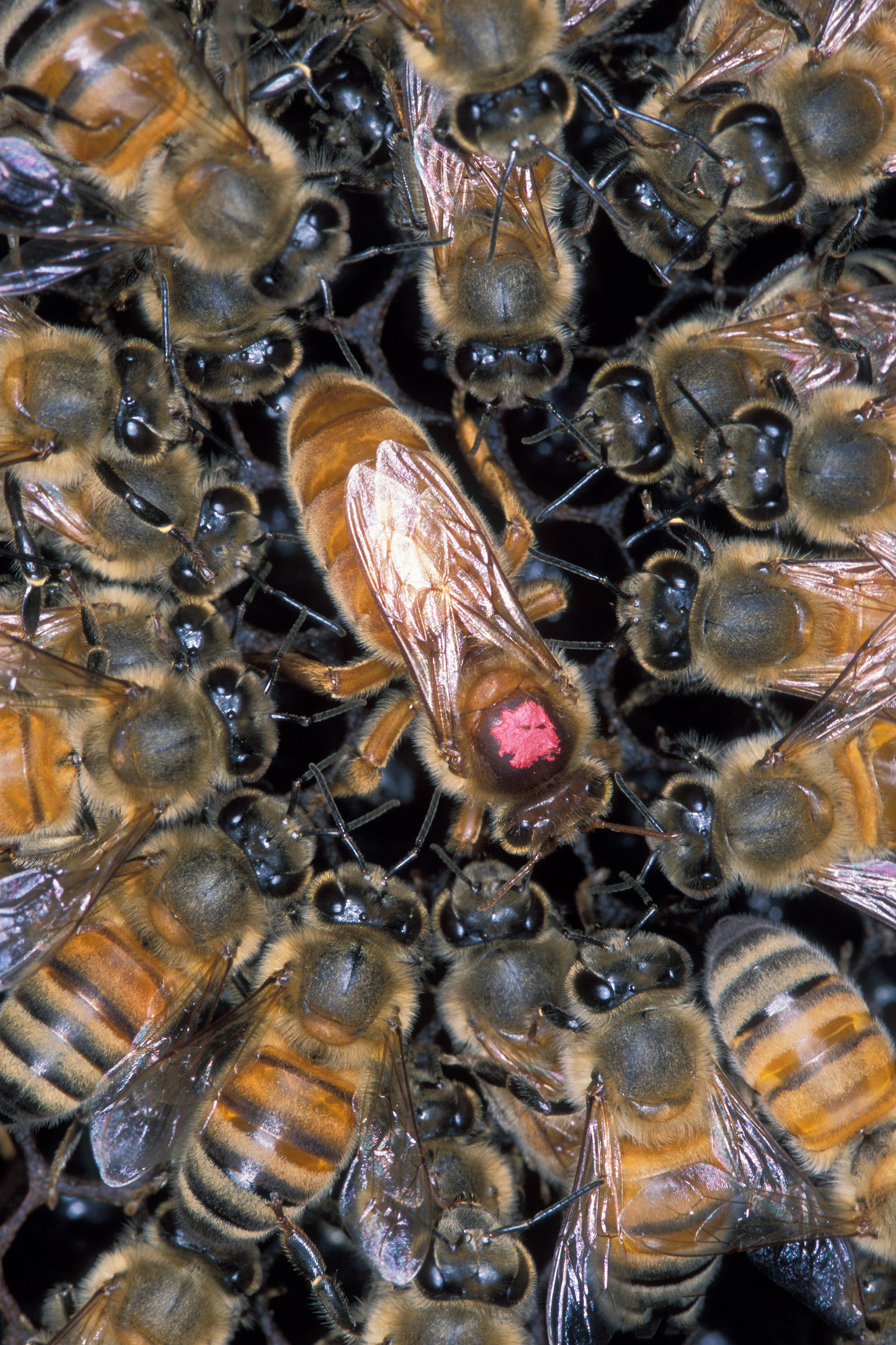 Africanized Bee