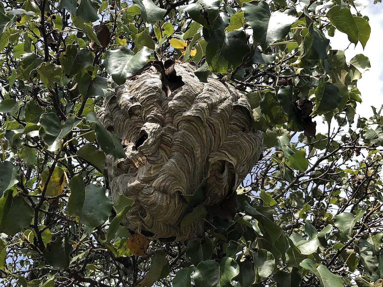 Bald-Faced Hornet: Nest / Hive