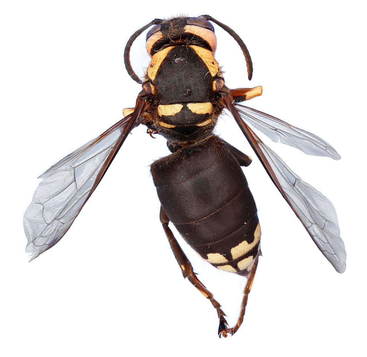 Bald-Faced Hornet
