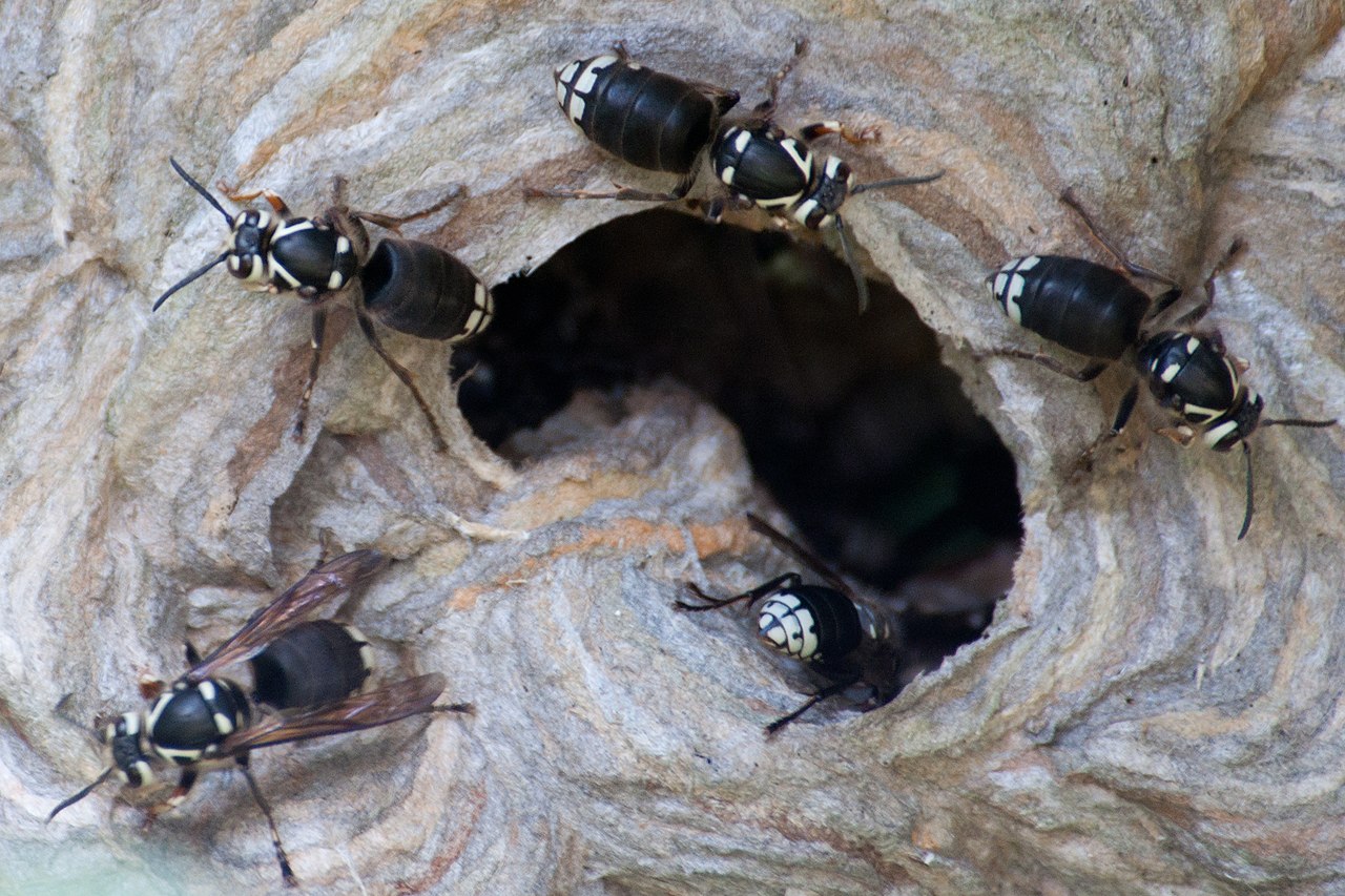 Bald-Faced Hornet: Swarm
