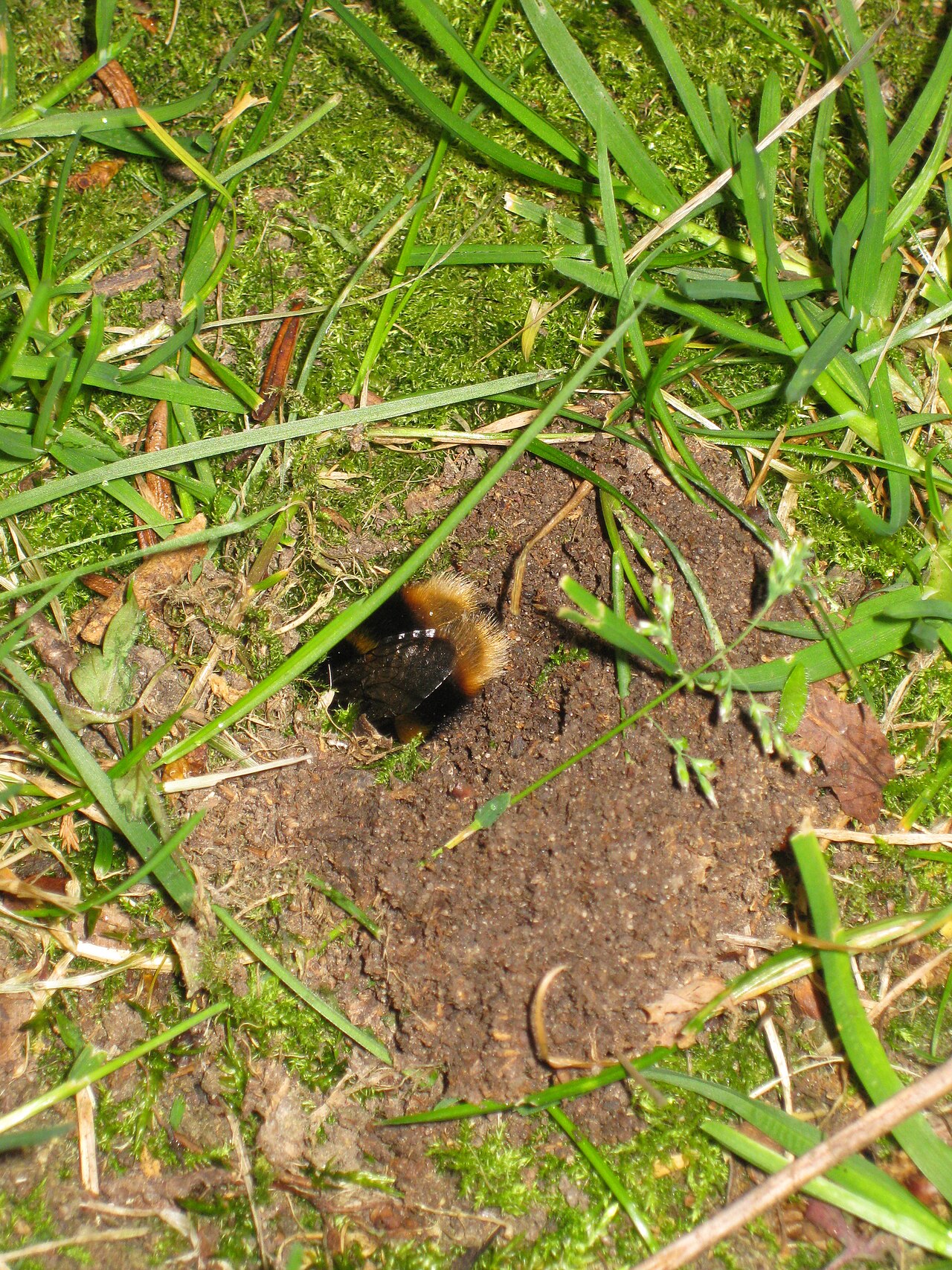 Bumblebee: Nest / Hive