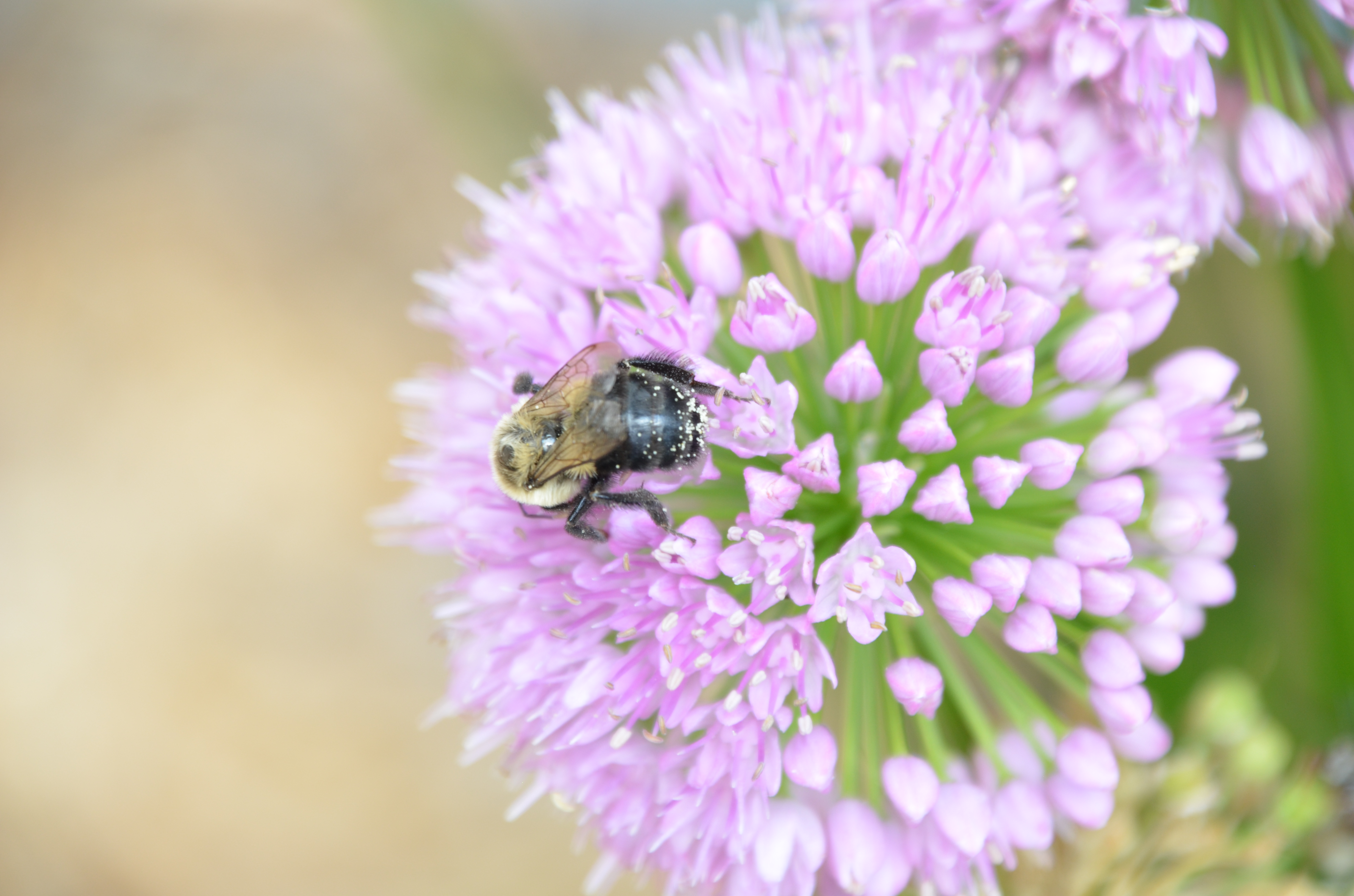 Bumblebee