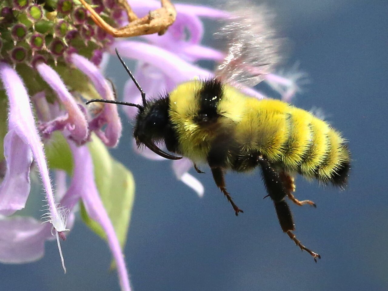 Bumblebee: Swarm