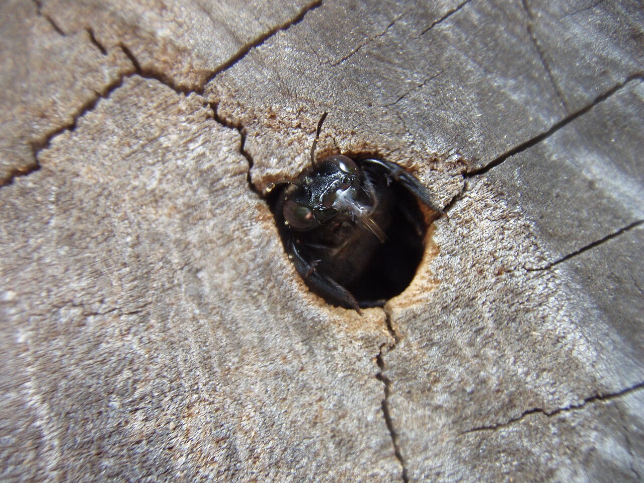 Carpenter Bee: Nest / Hive