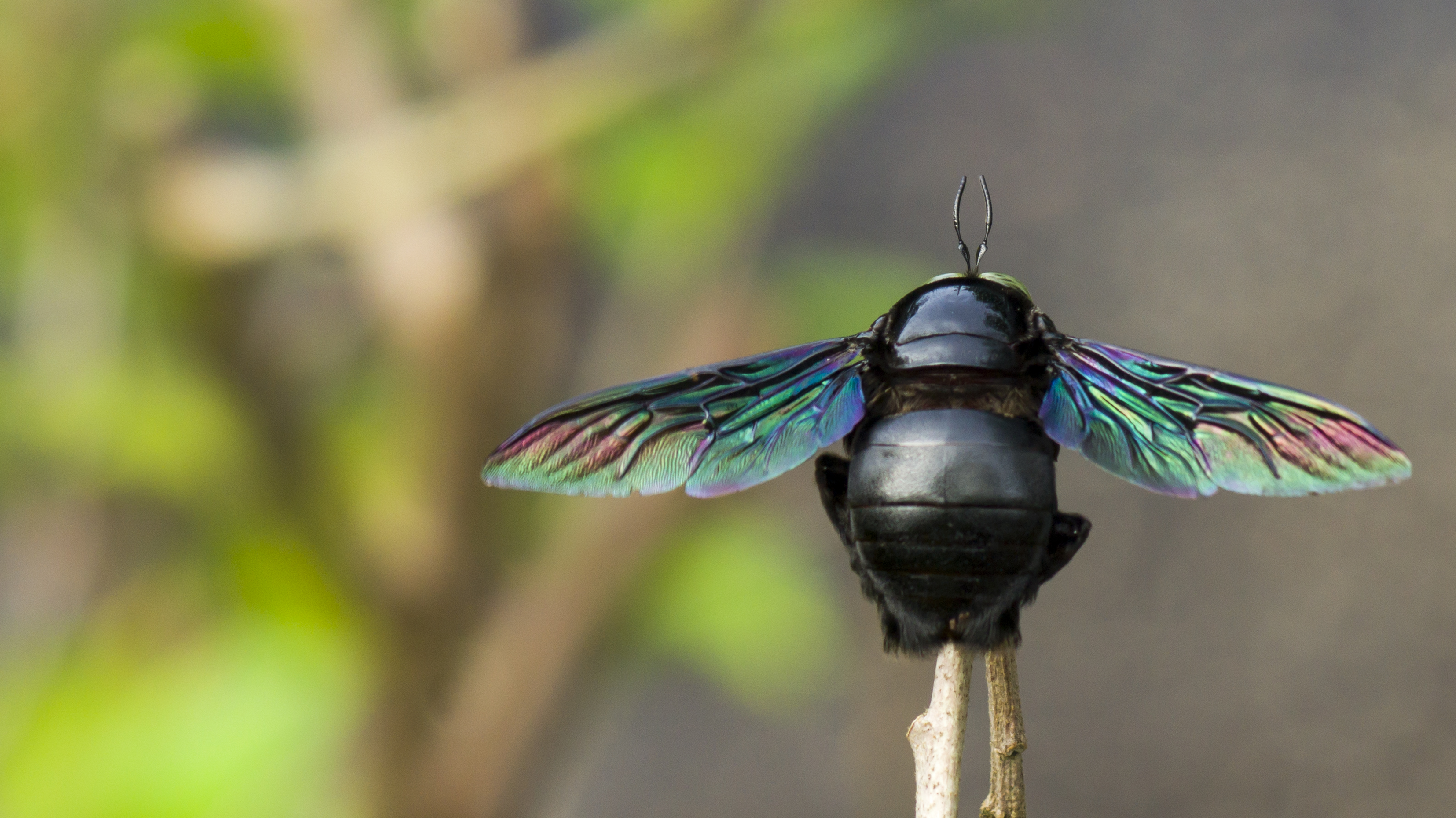 Carpenter Bee