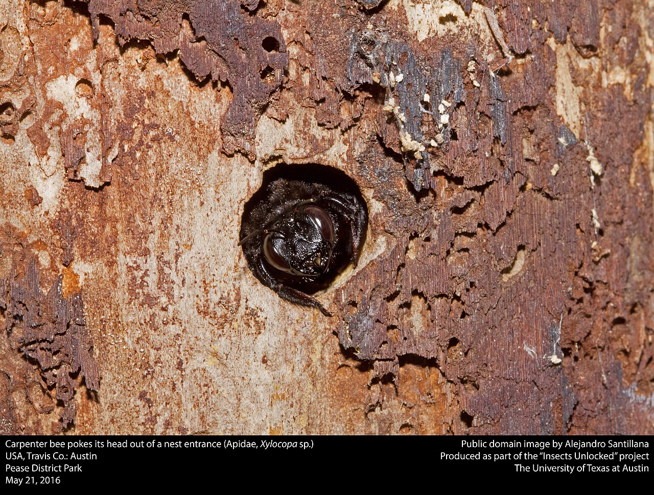 Carpenter Bee: Swarm