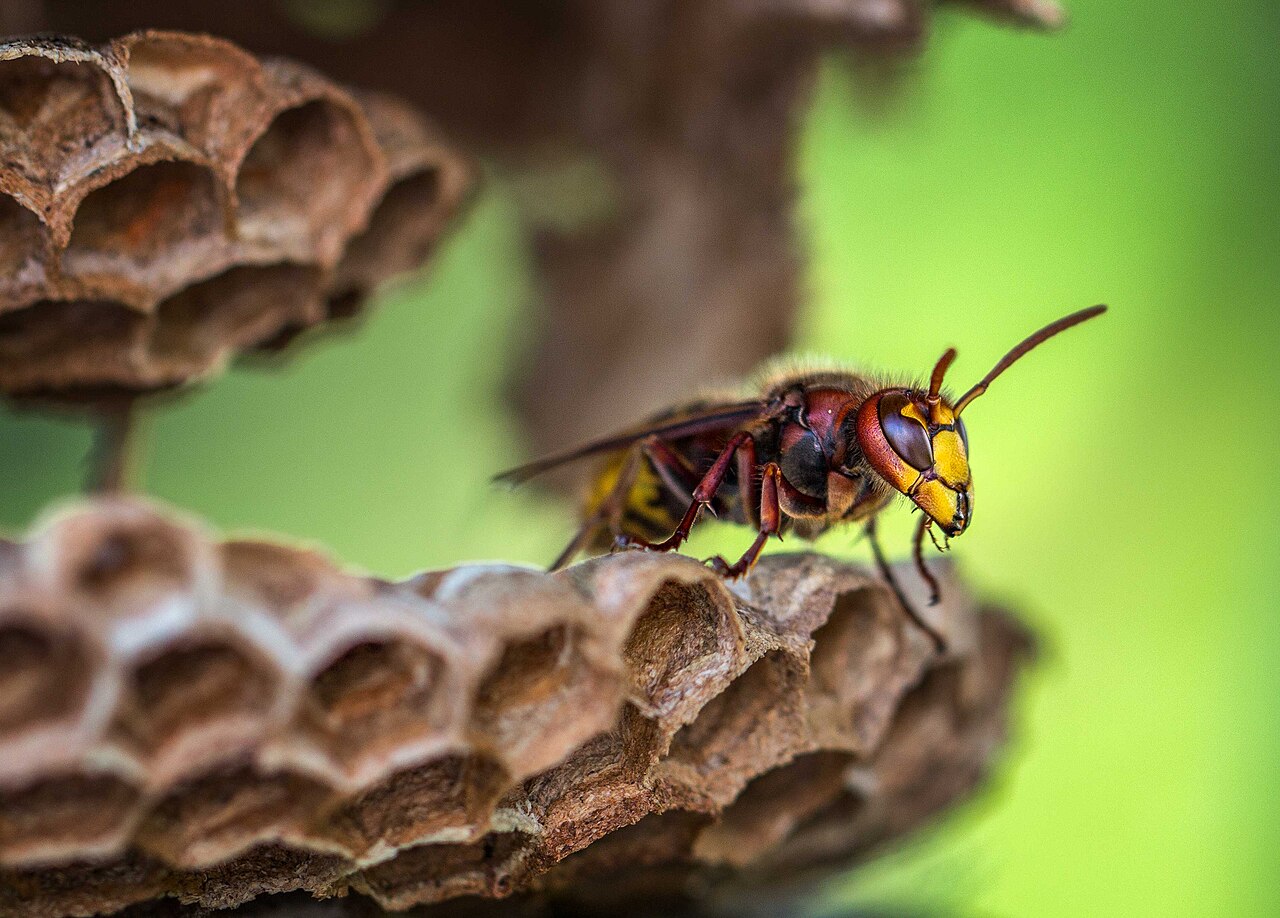 European Hornet: Nest / Hive