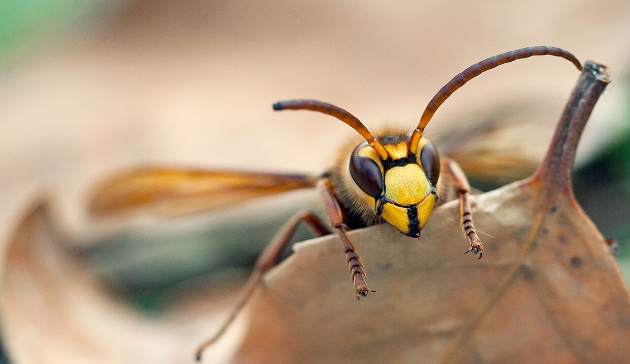 European Hornet