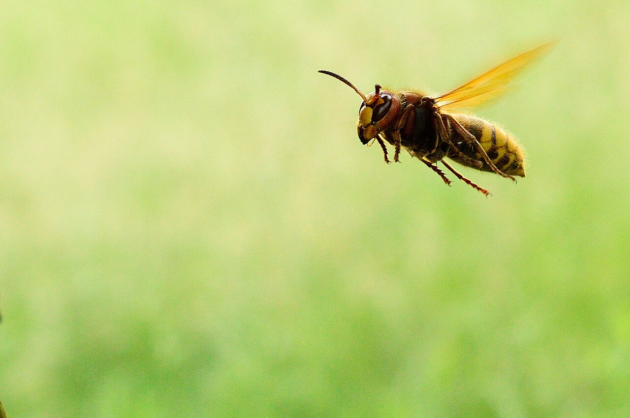 European Hornet: Swarm