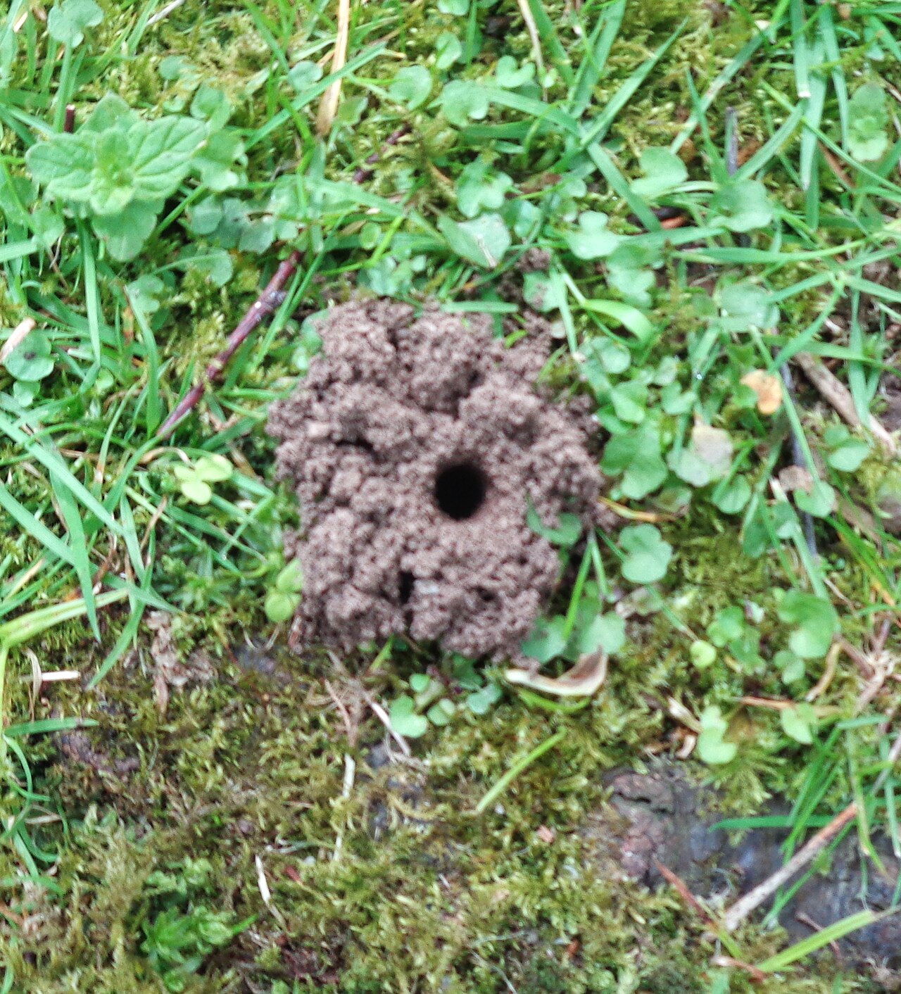 Ground Bee: Nest / Hive