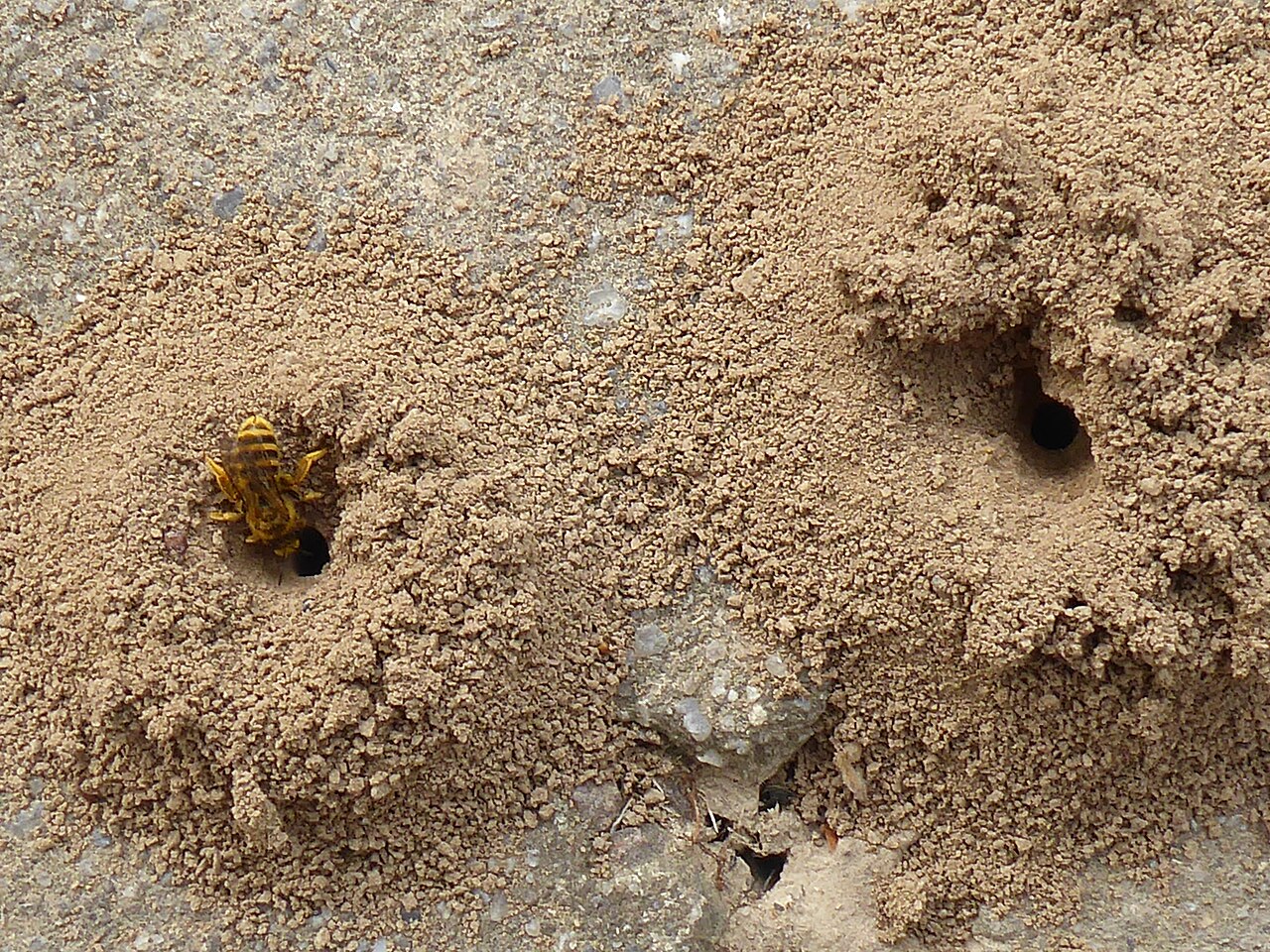 Ground Bee