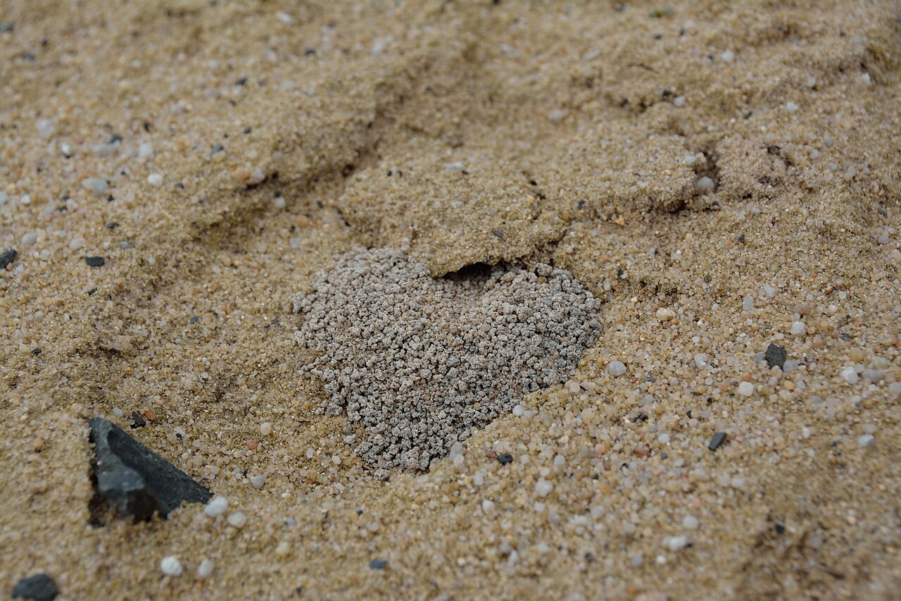 Ground Bee: Swarm