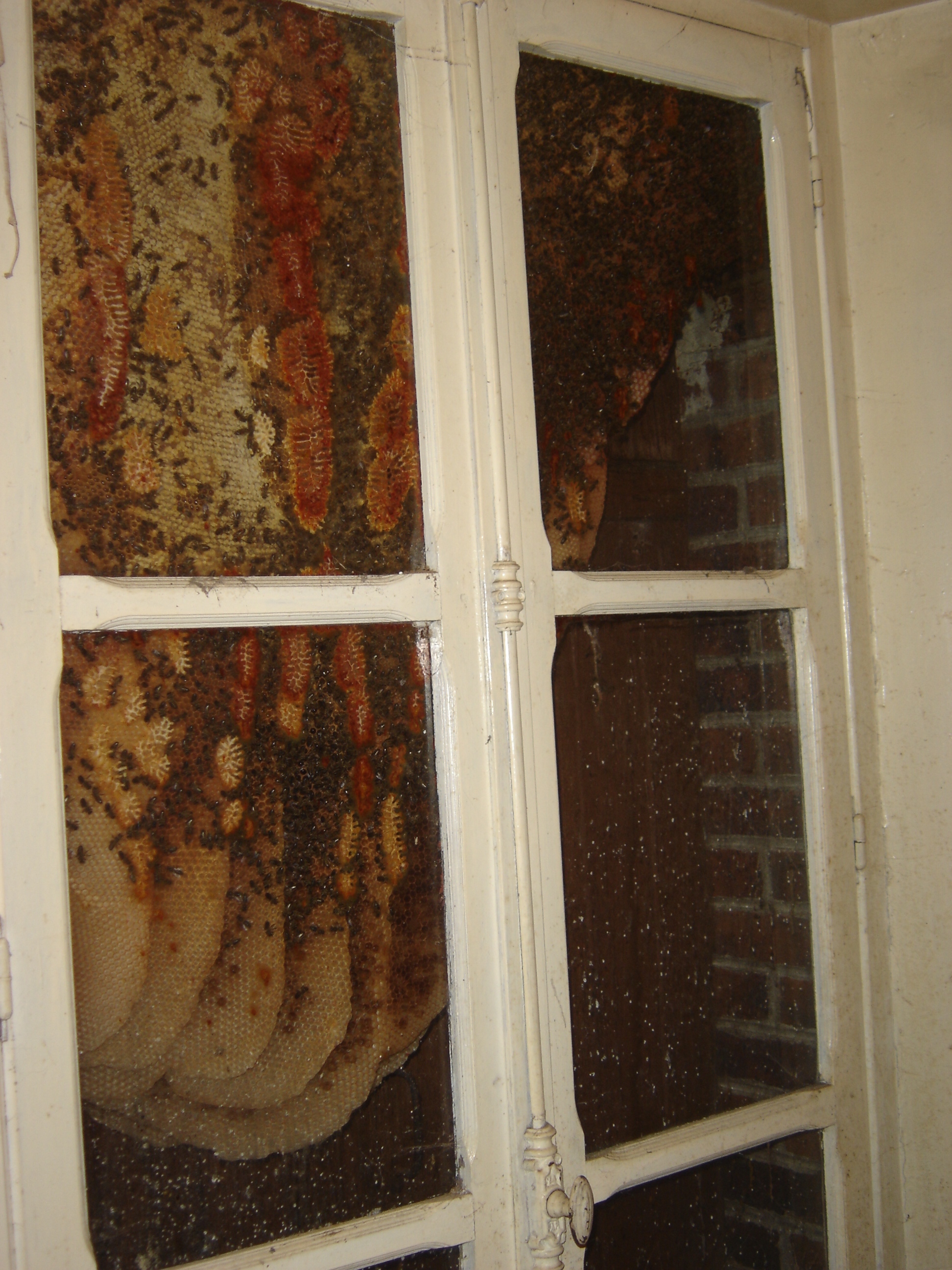 Honeybee: Nest / Hive