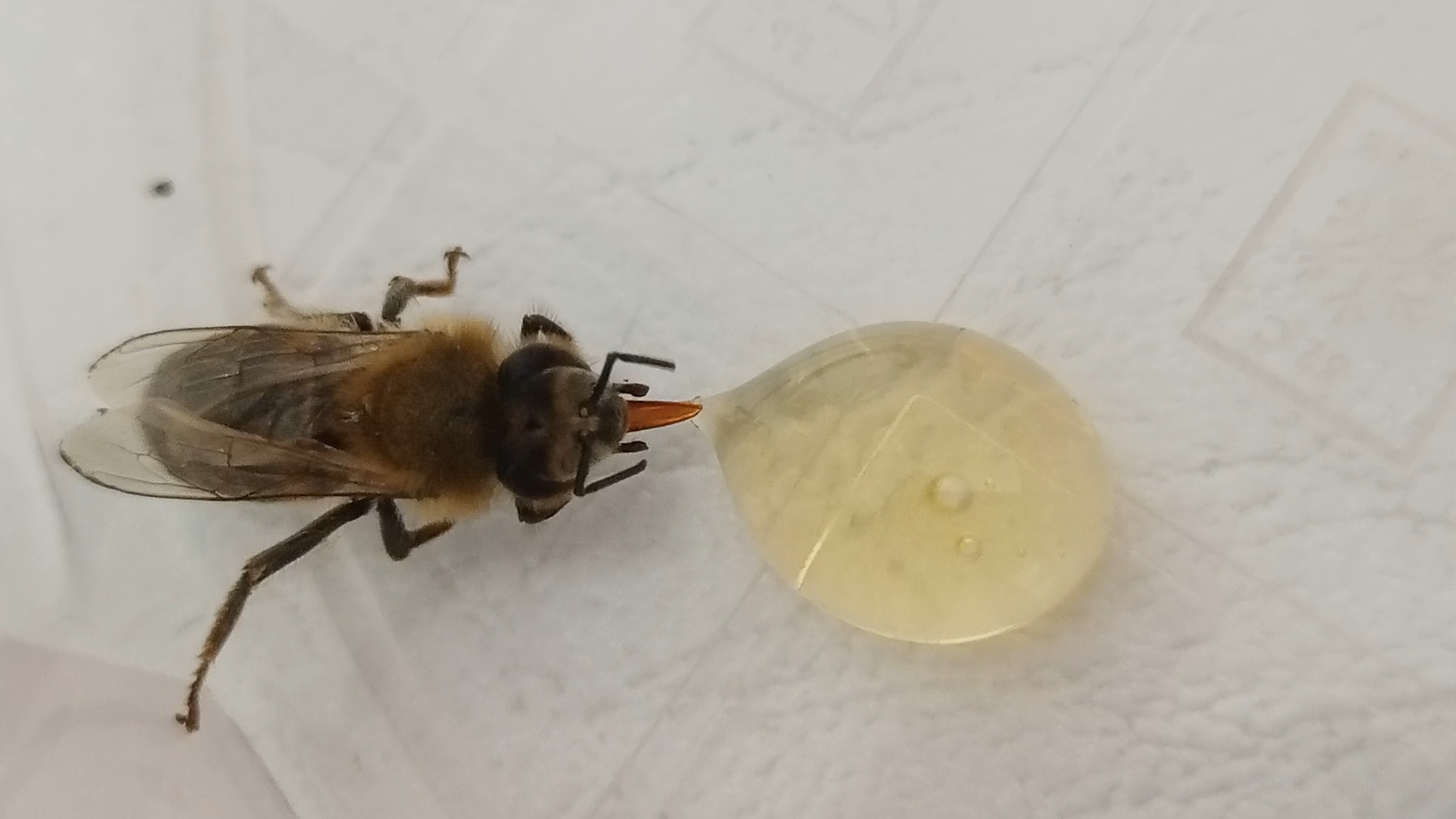 Honeybee