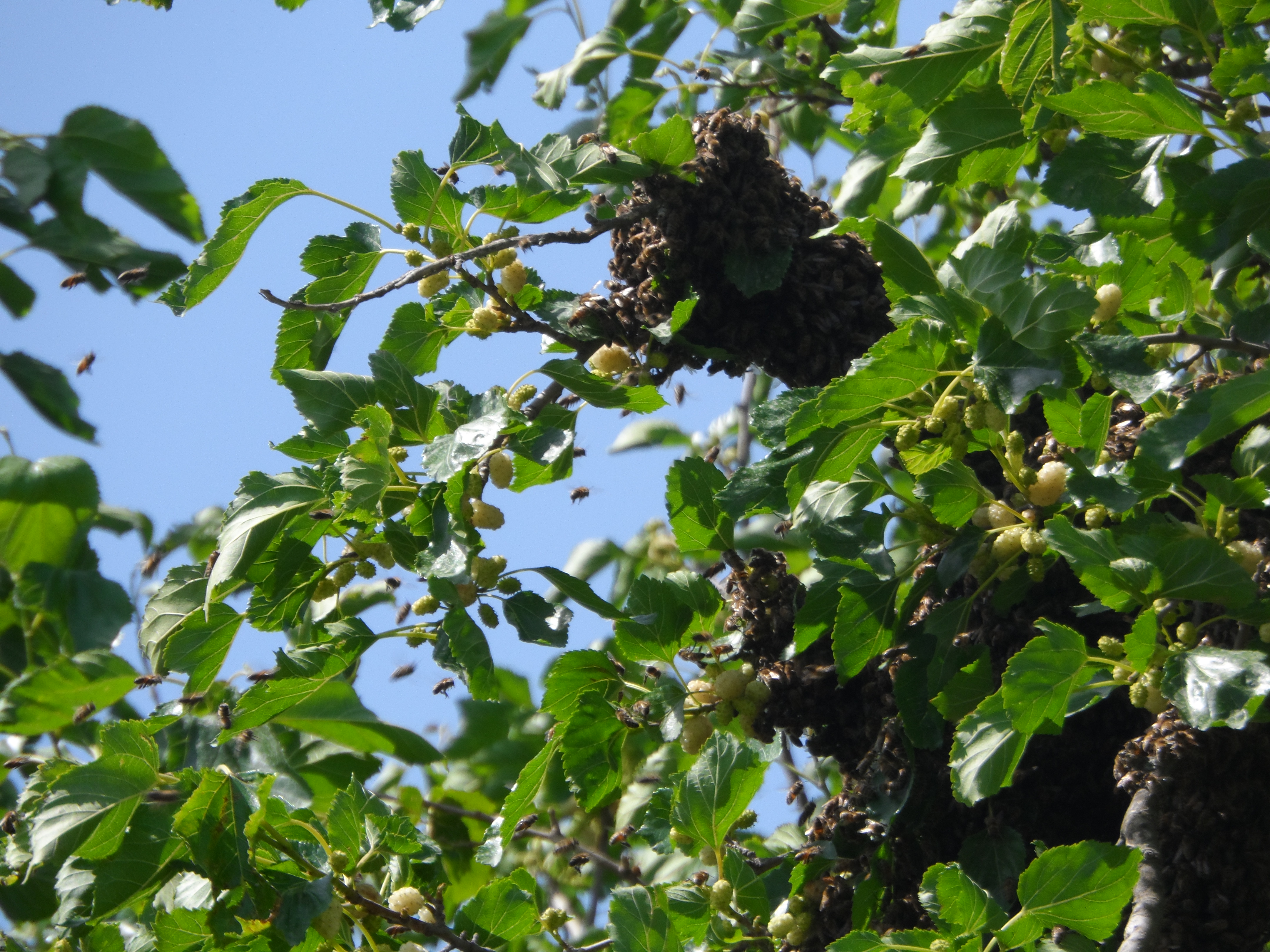 Honeybee: Swarm