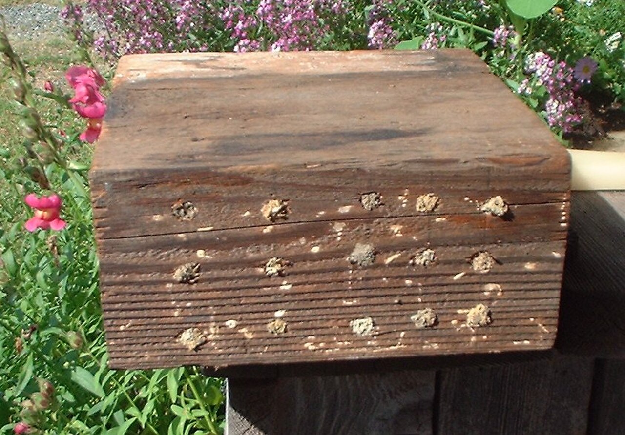 Mason Bee: Nest / Hive