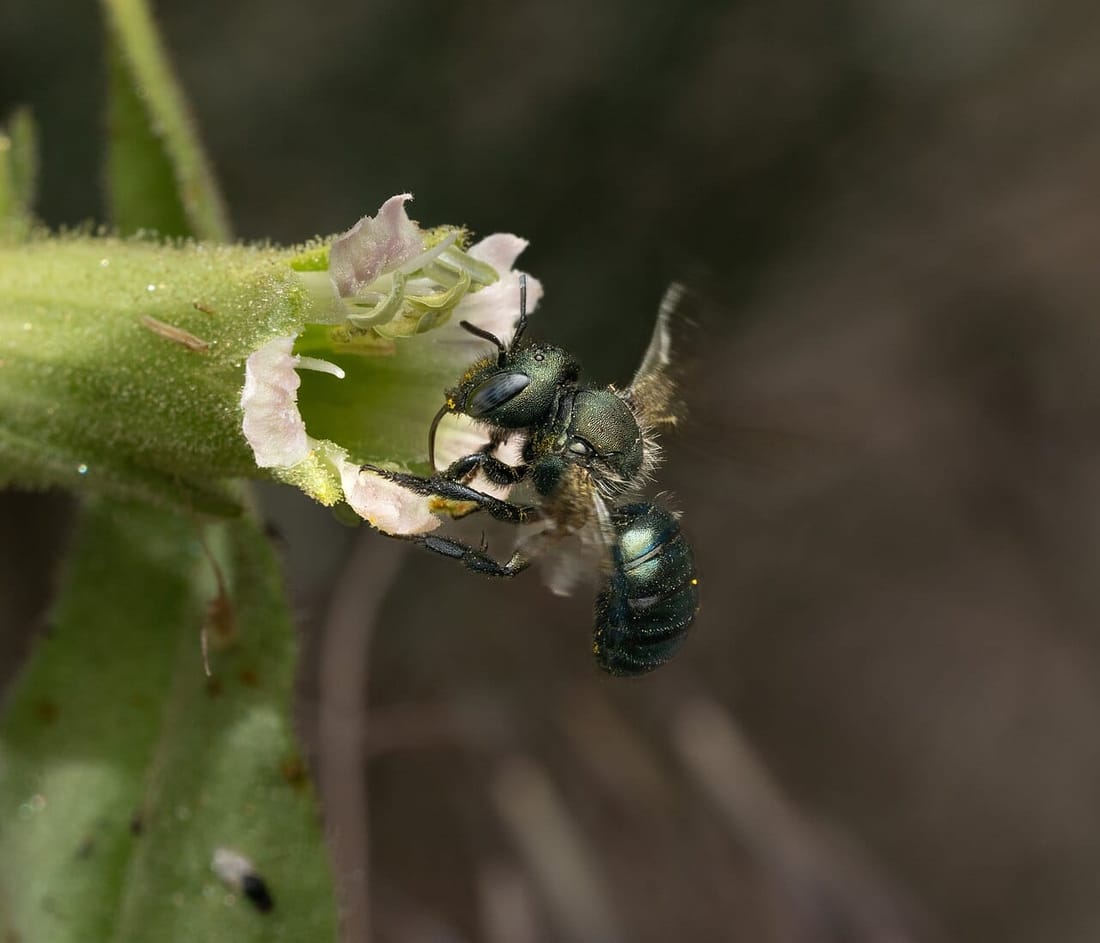 Mason Bee