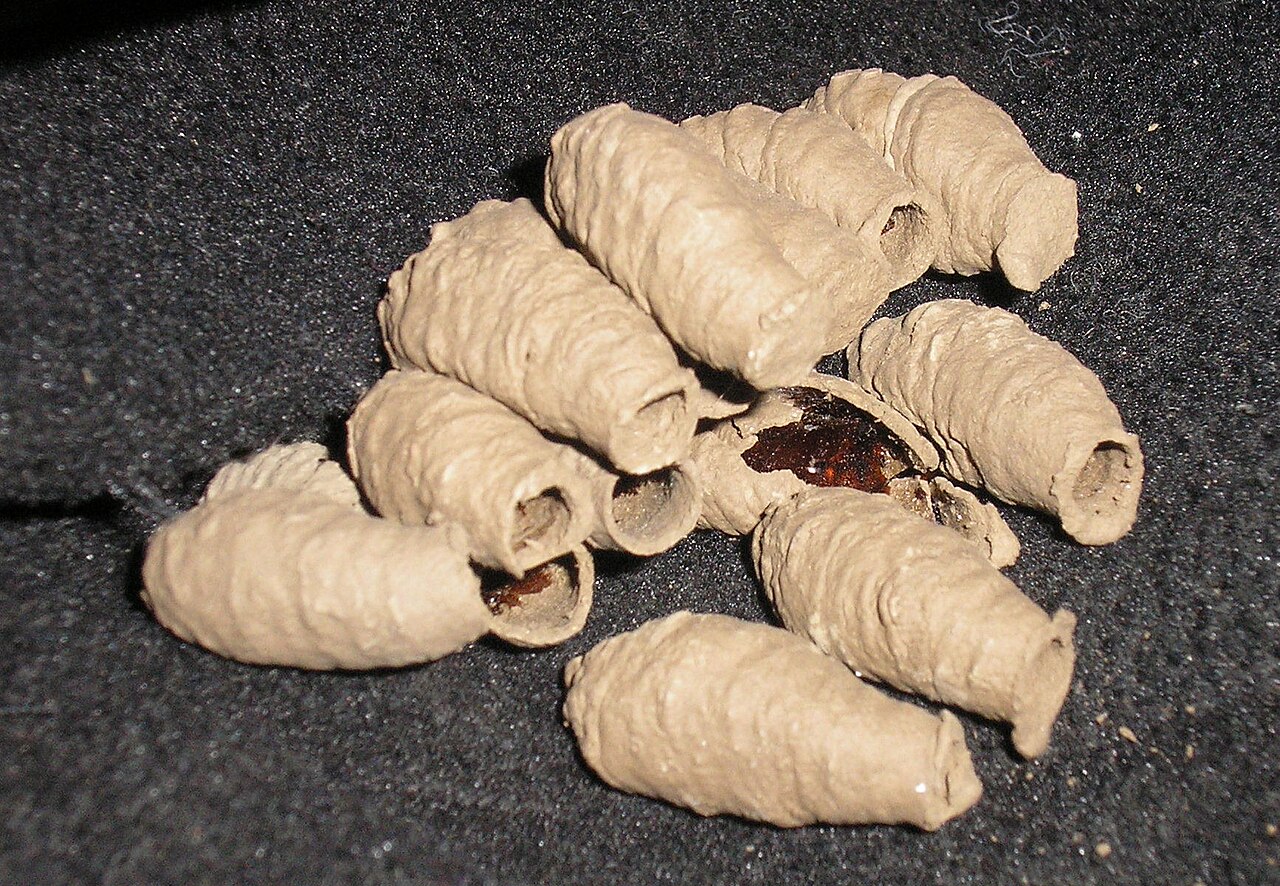 Mud Dauber: Nest / Hive