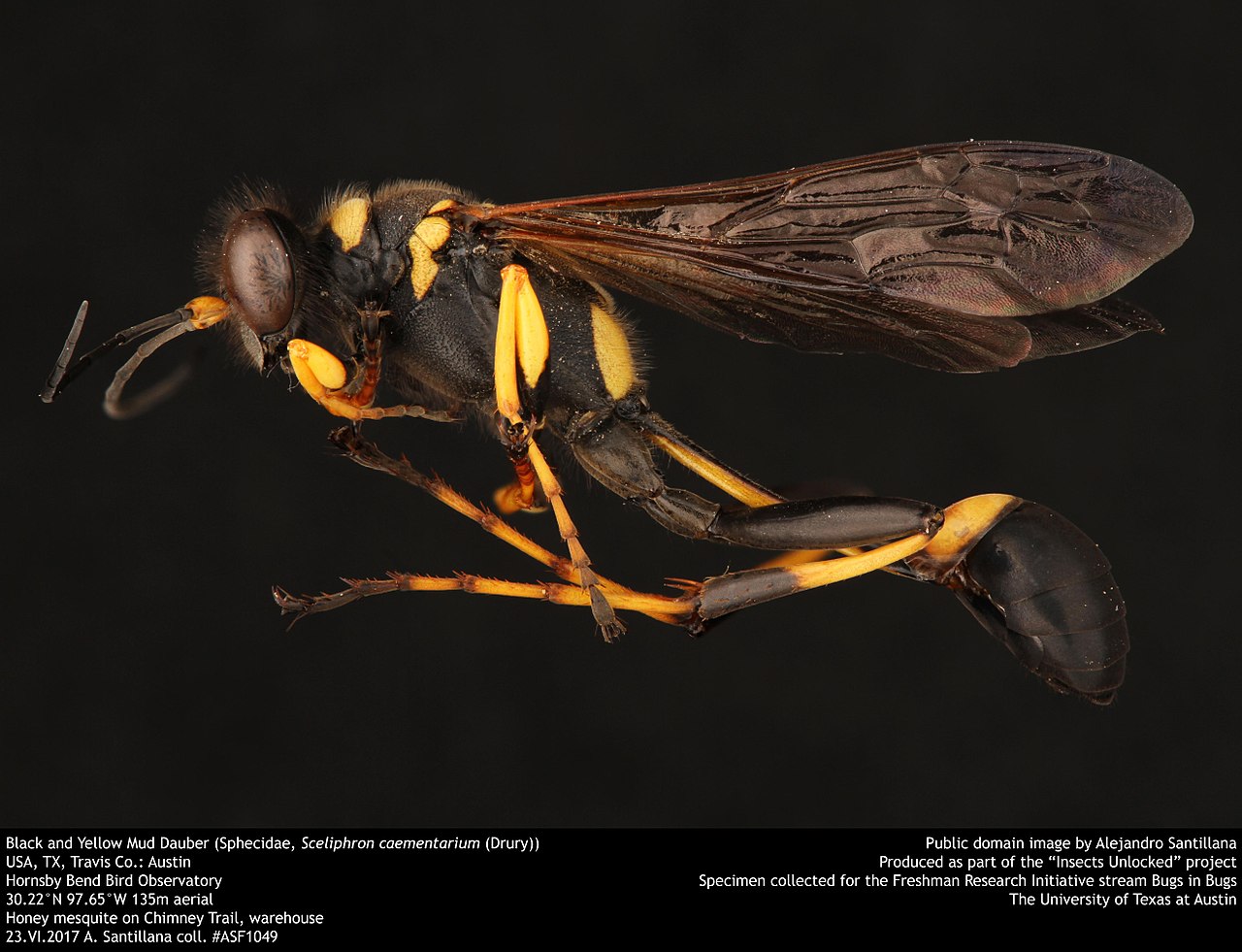 Mud Dauber