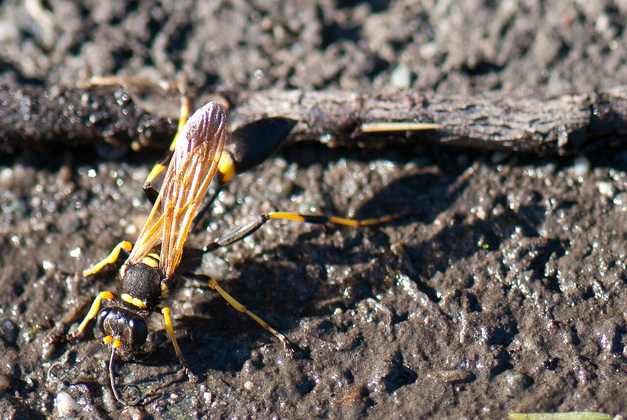Mud Dauber: Swarm