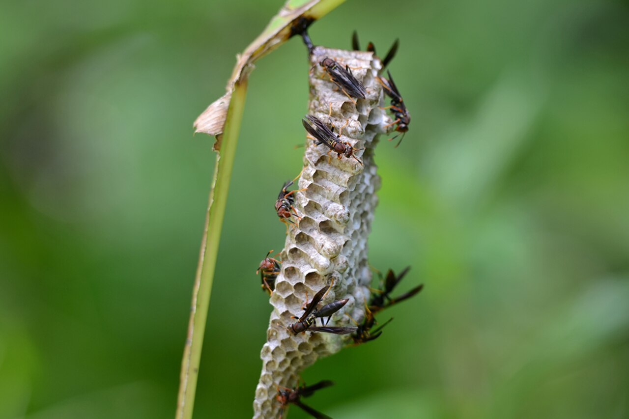 Paper Wasp: Nest / Hive