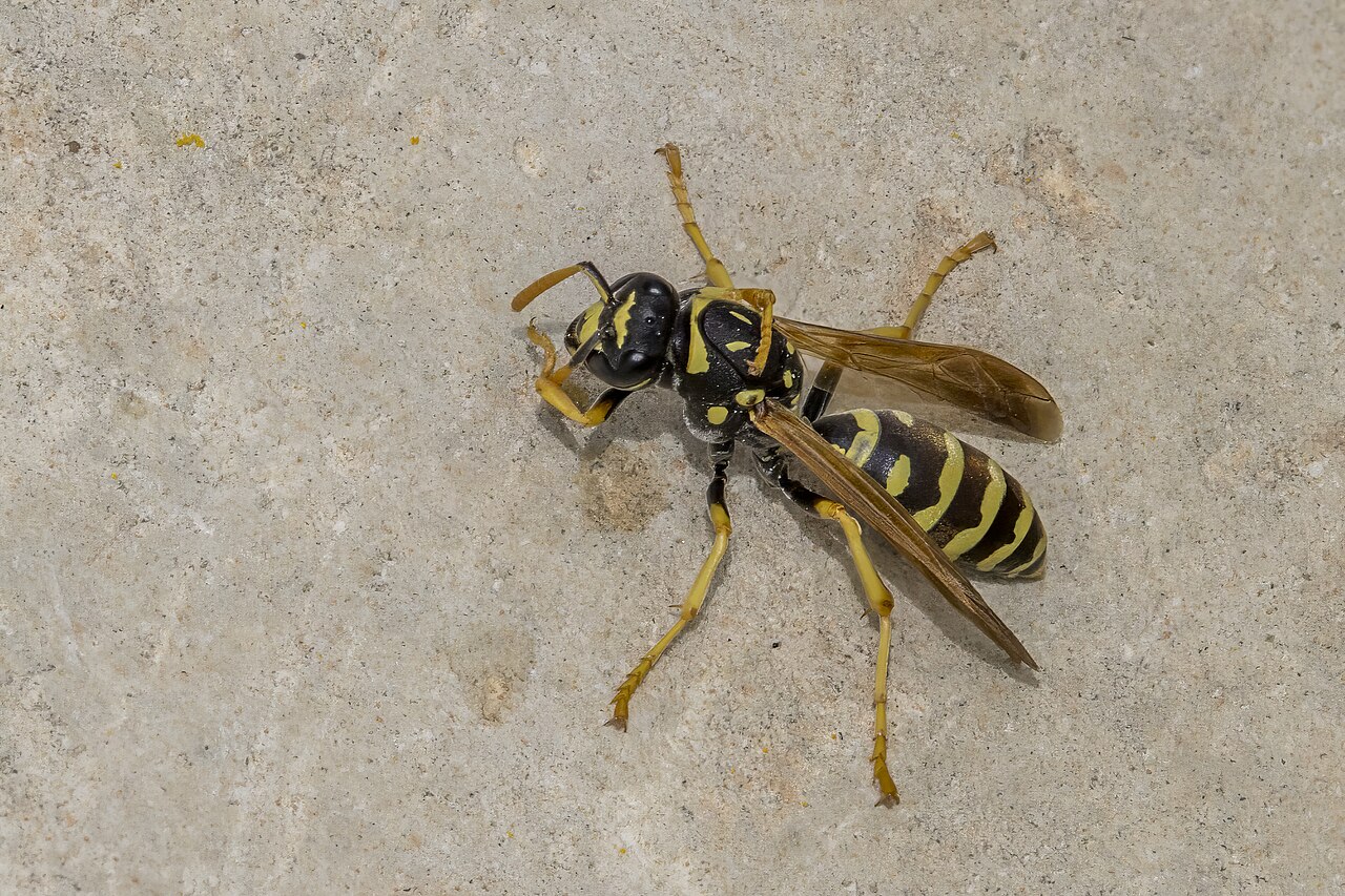 Paper Wasp