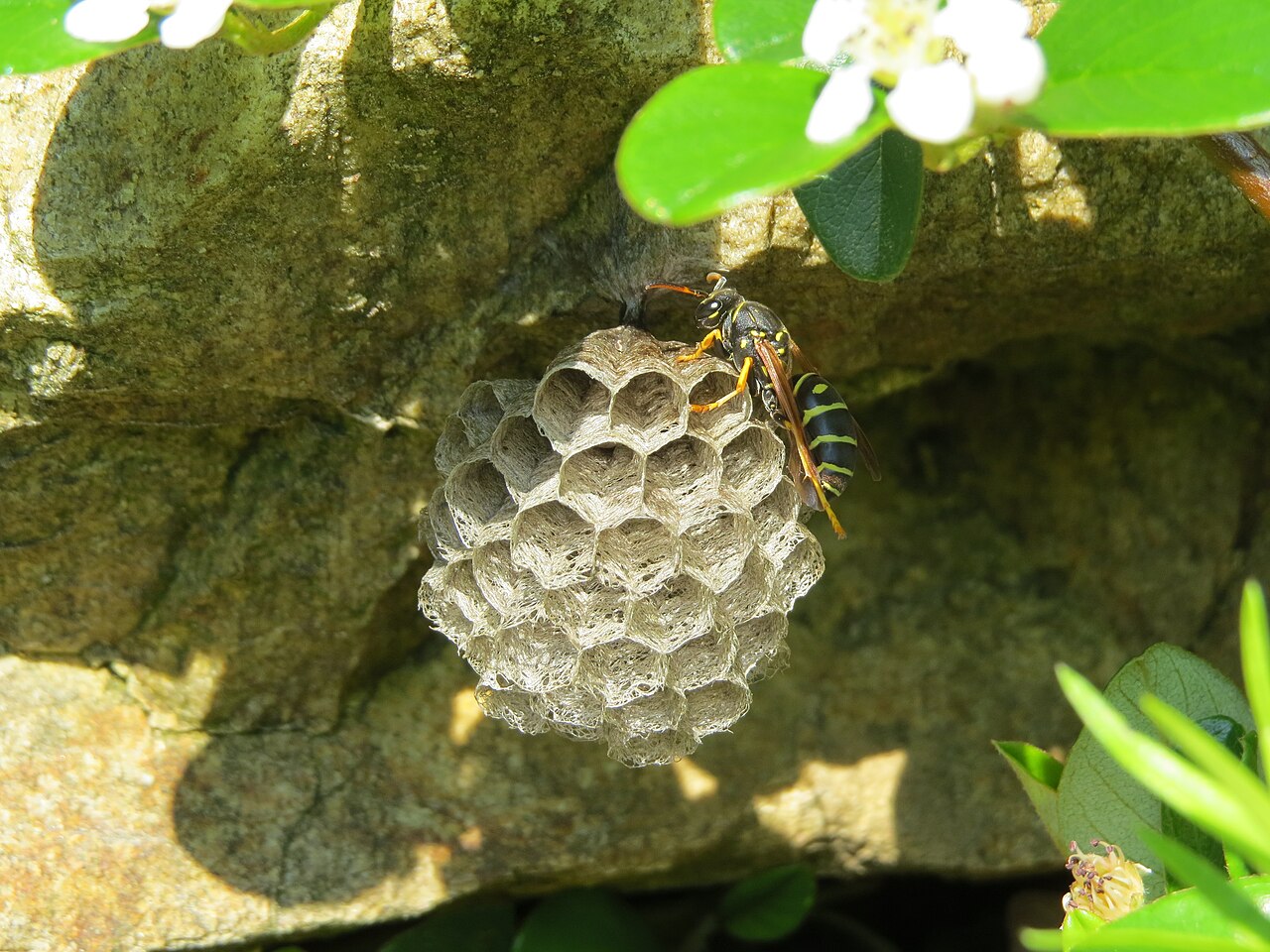 Paper Wasp: Swarm