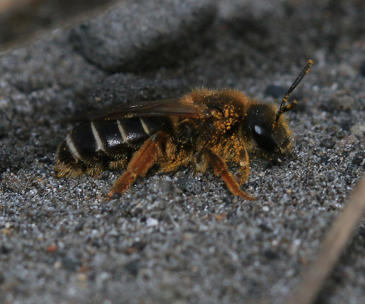 Sweat Bee